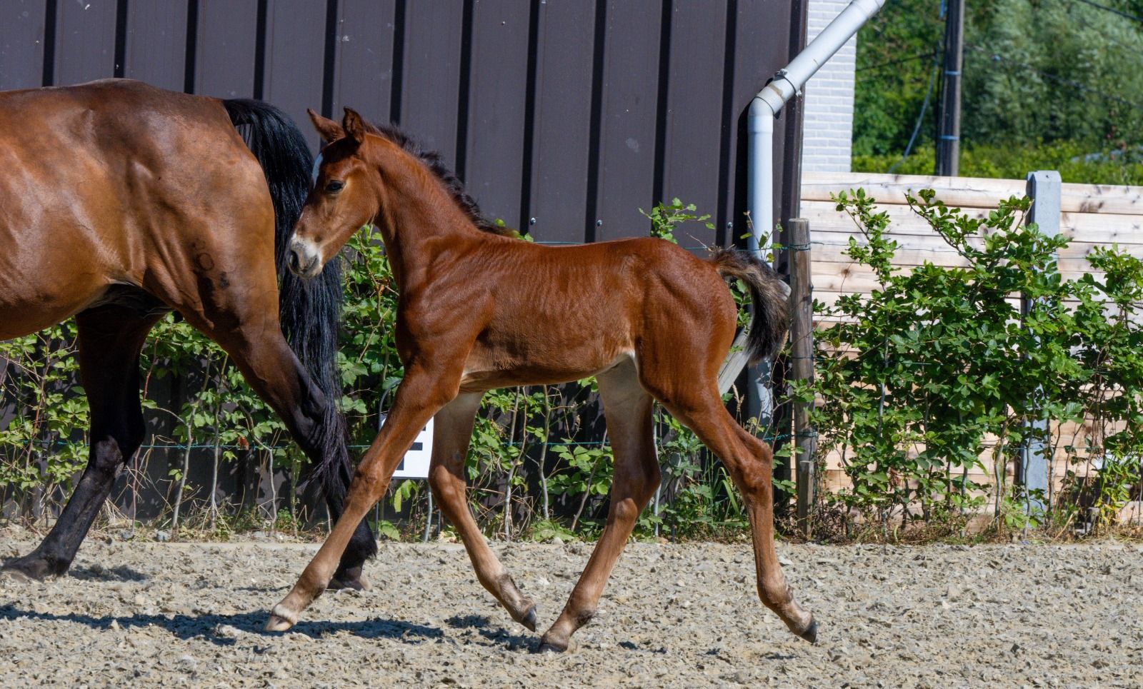 bwp springpaard hengst 0 years old bruin for sale - Photo 3