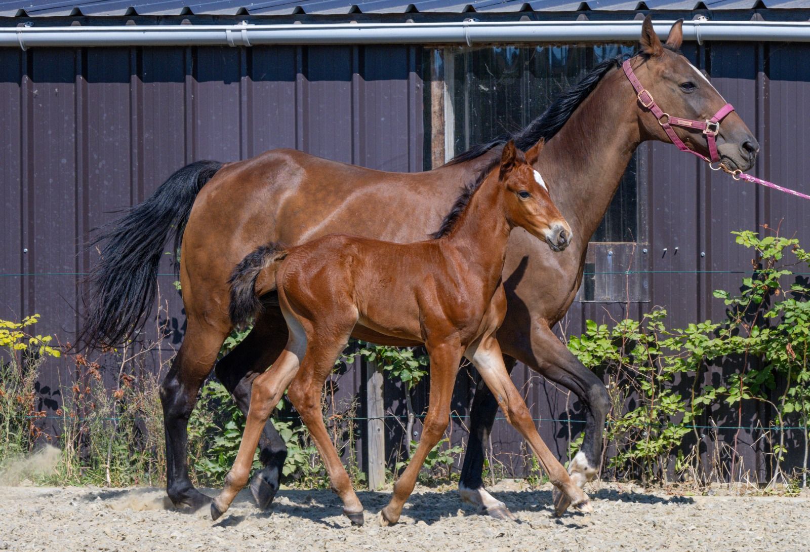 bwp springpaard hengst 0 years old bruin for sale - Photo 4