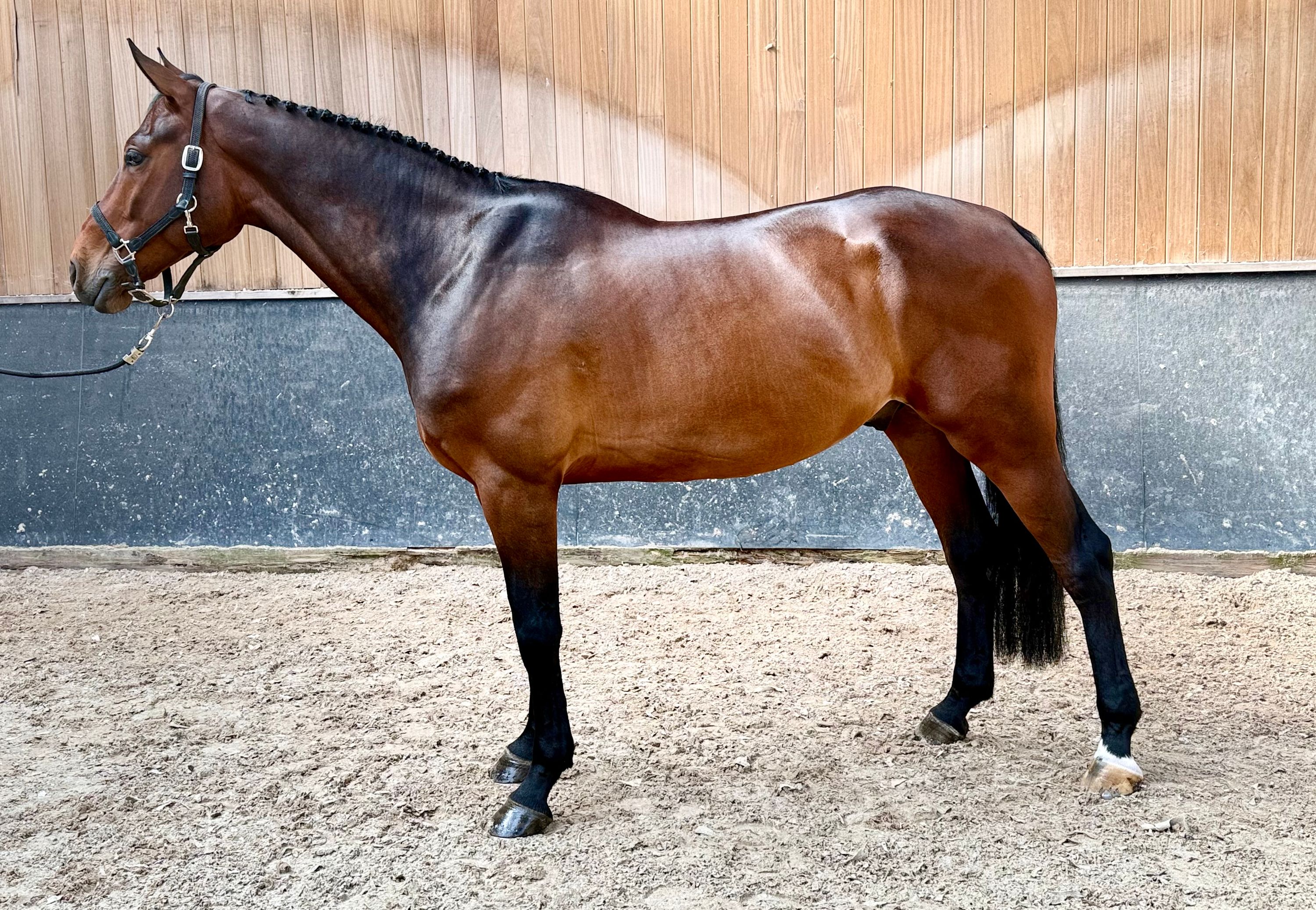 Talented 6yo gelding