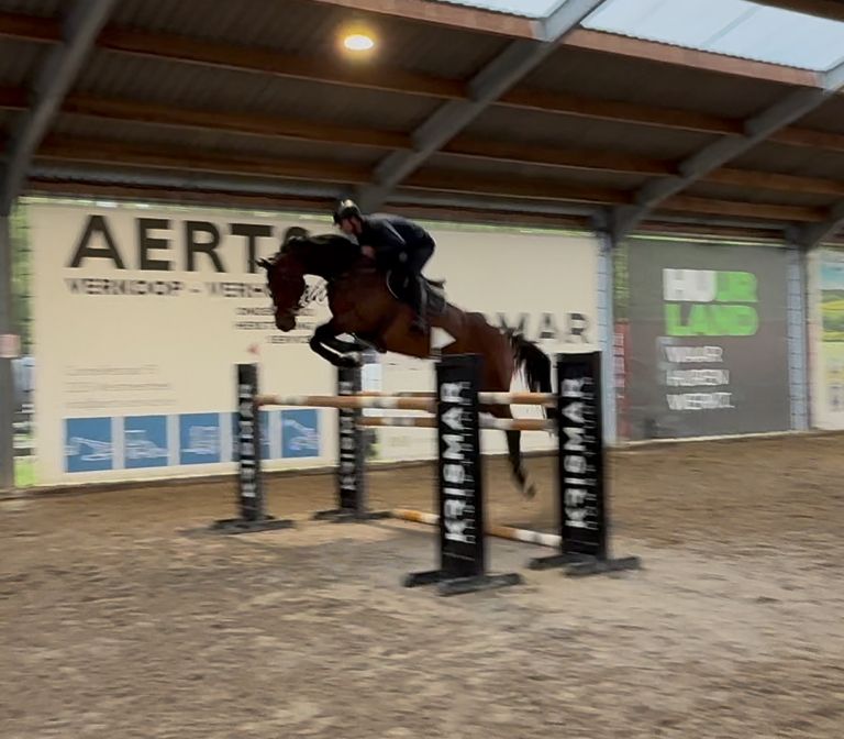 westfalen springpaard ruin 6 years old bruin for sale - Photo 3