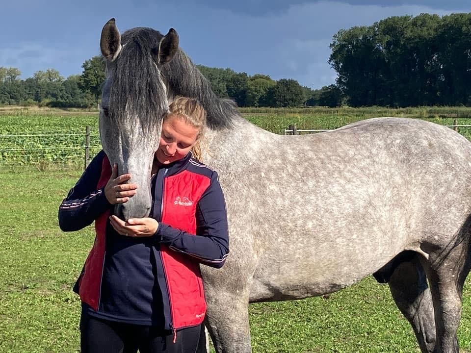 Andalusian gelding