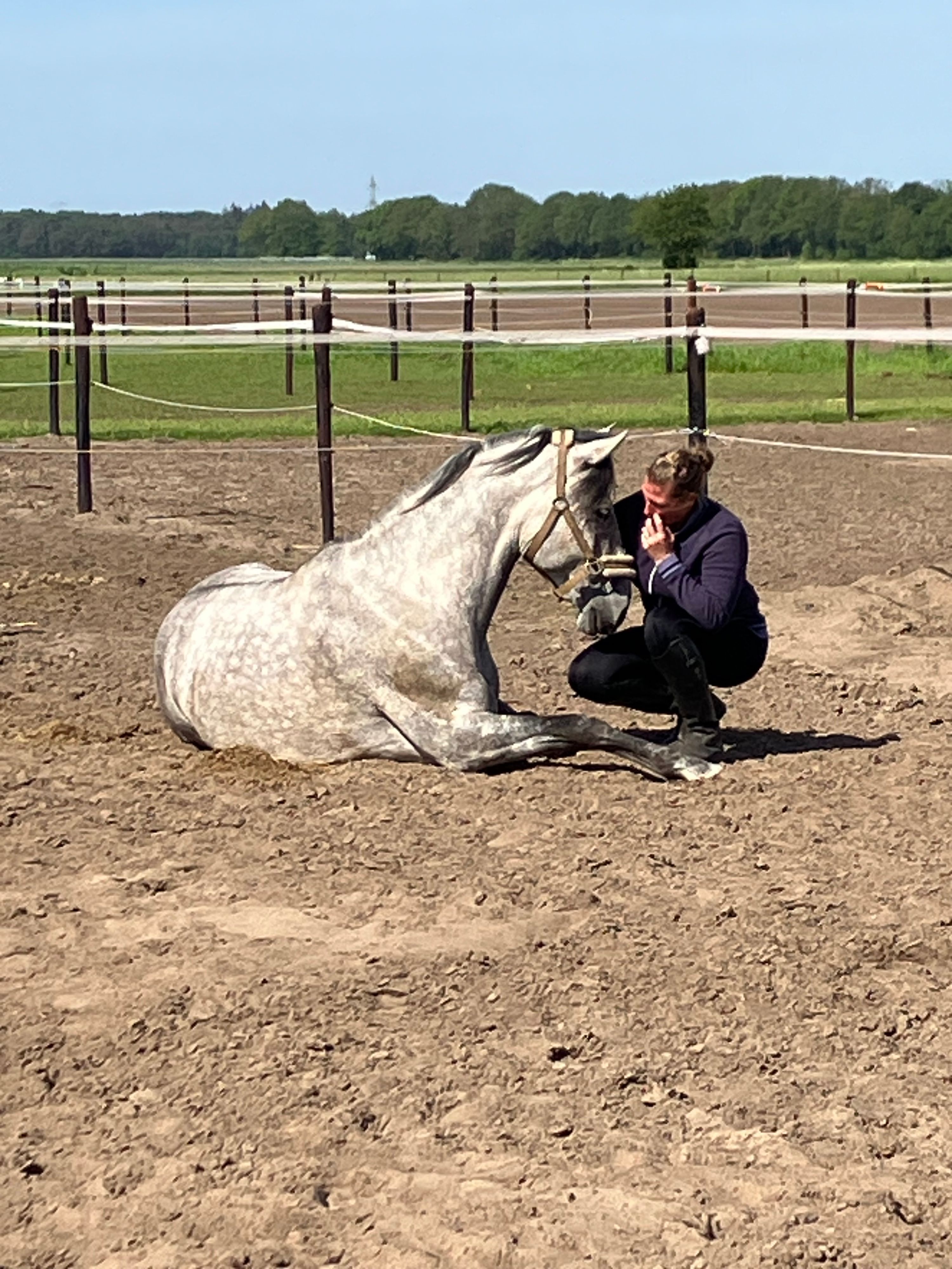 Andalusier dressuurpaard ruin 10 years old for sale - Photo 4