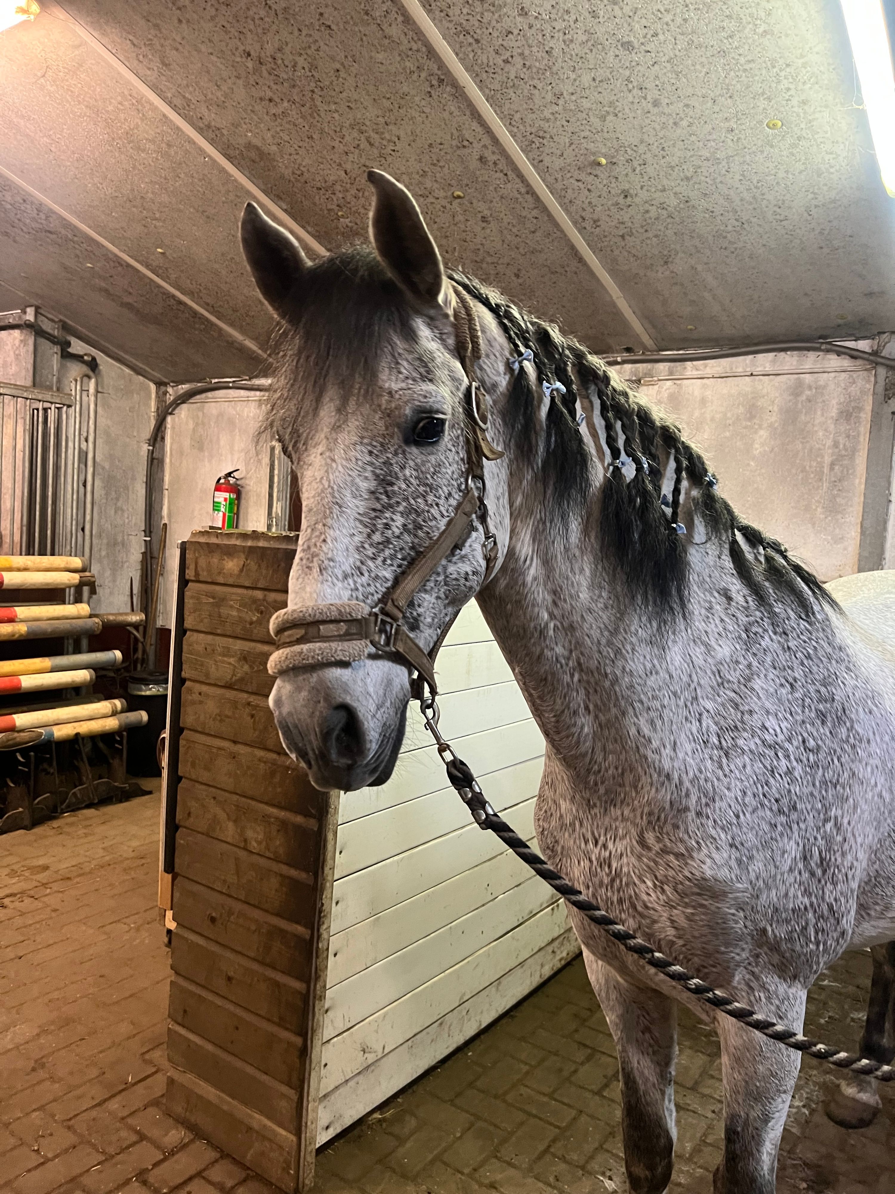 andalusie dressuurpaard ruin 10 ans schimmel à vendre - Photo 3