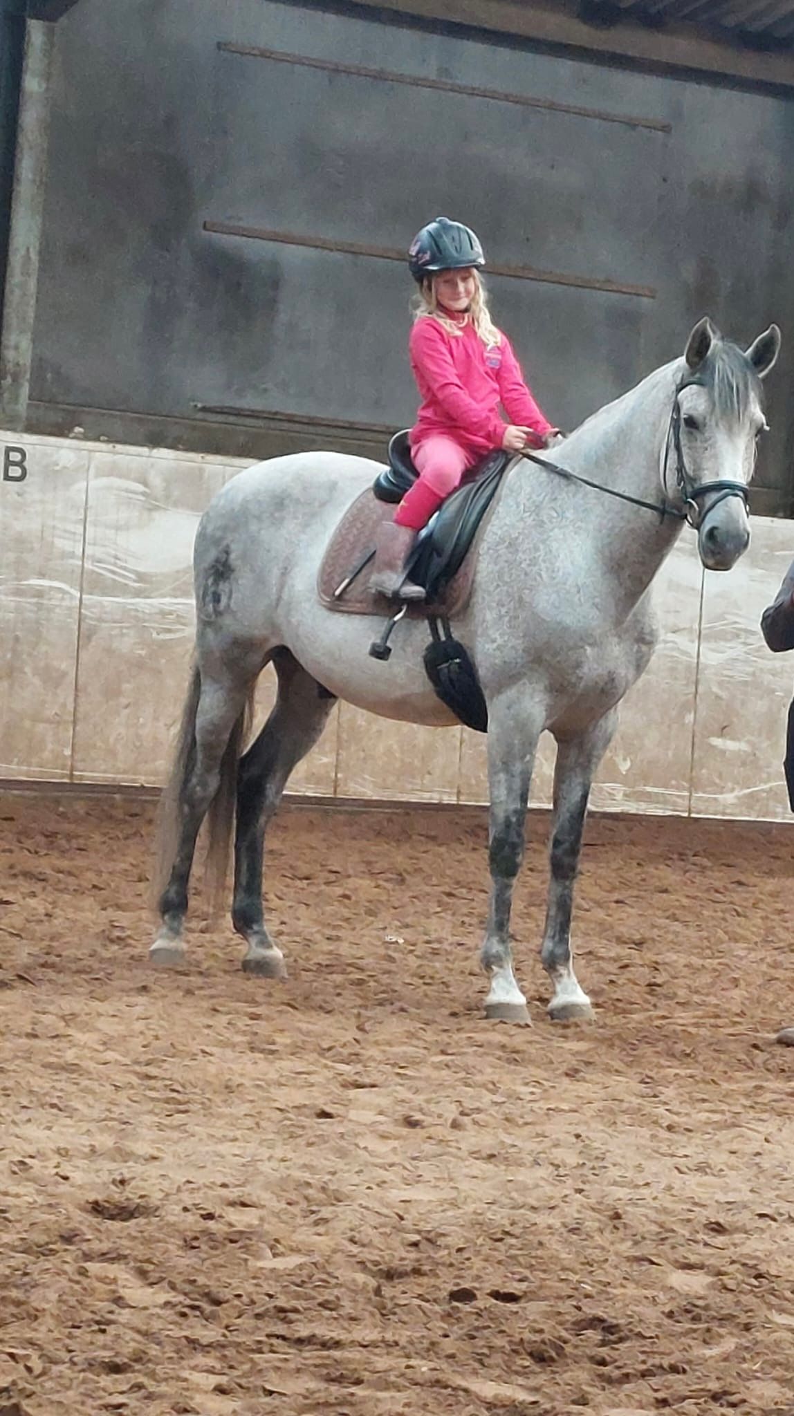 Andalusier dressuurpaard ruin 10 years old for sale - Photo 3