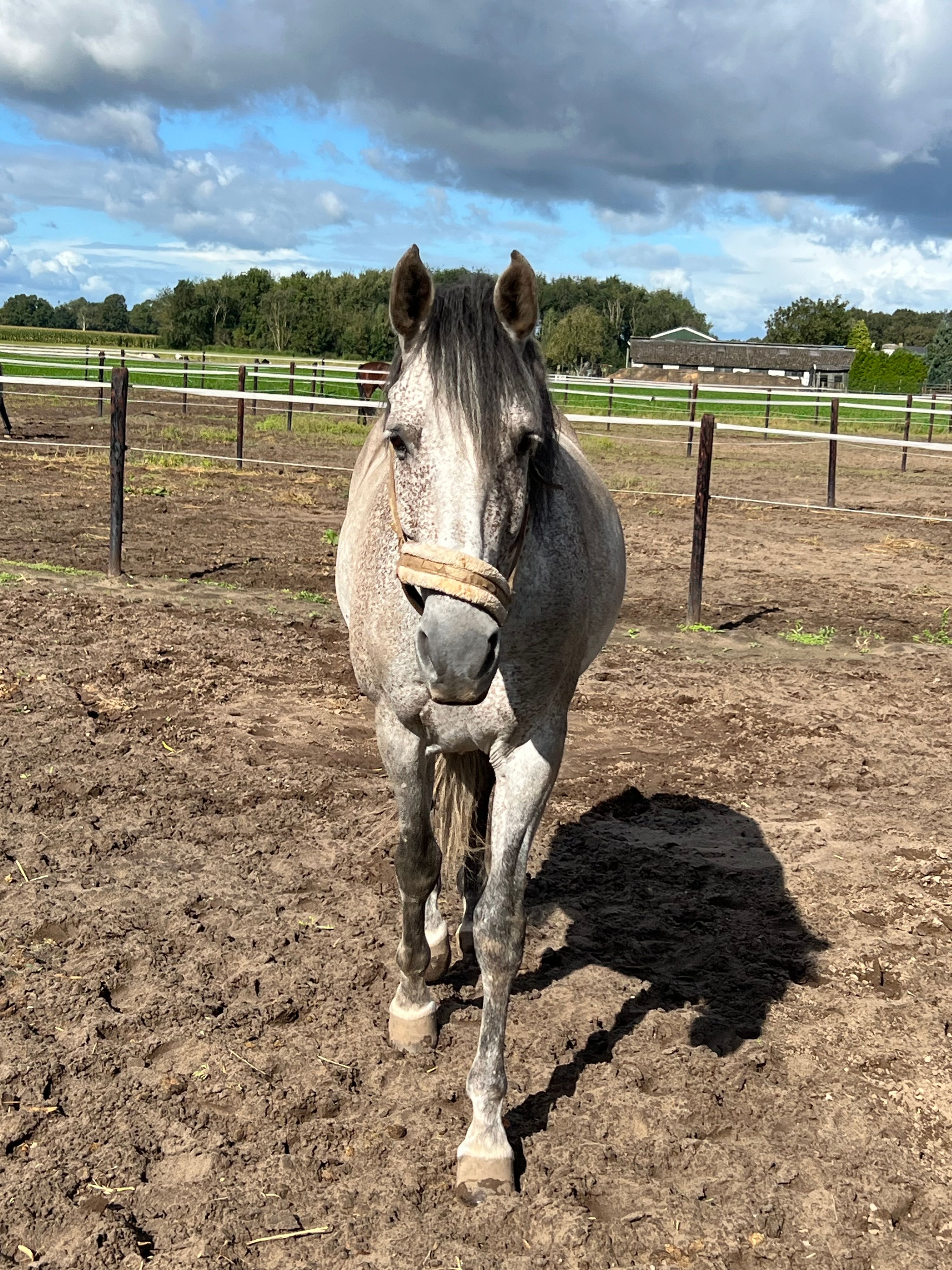 Andalusier dressuurpaard ruin 10 years old for sale - Photo 6