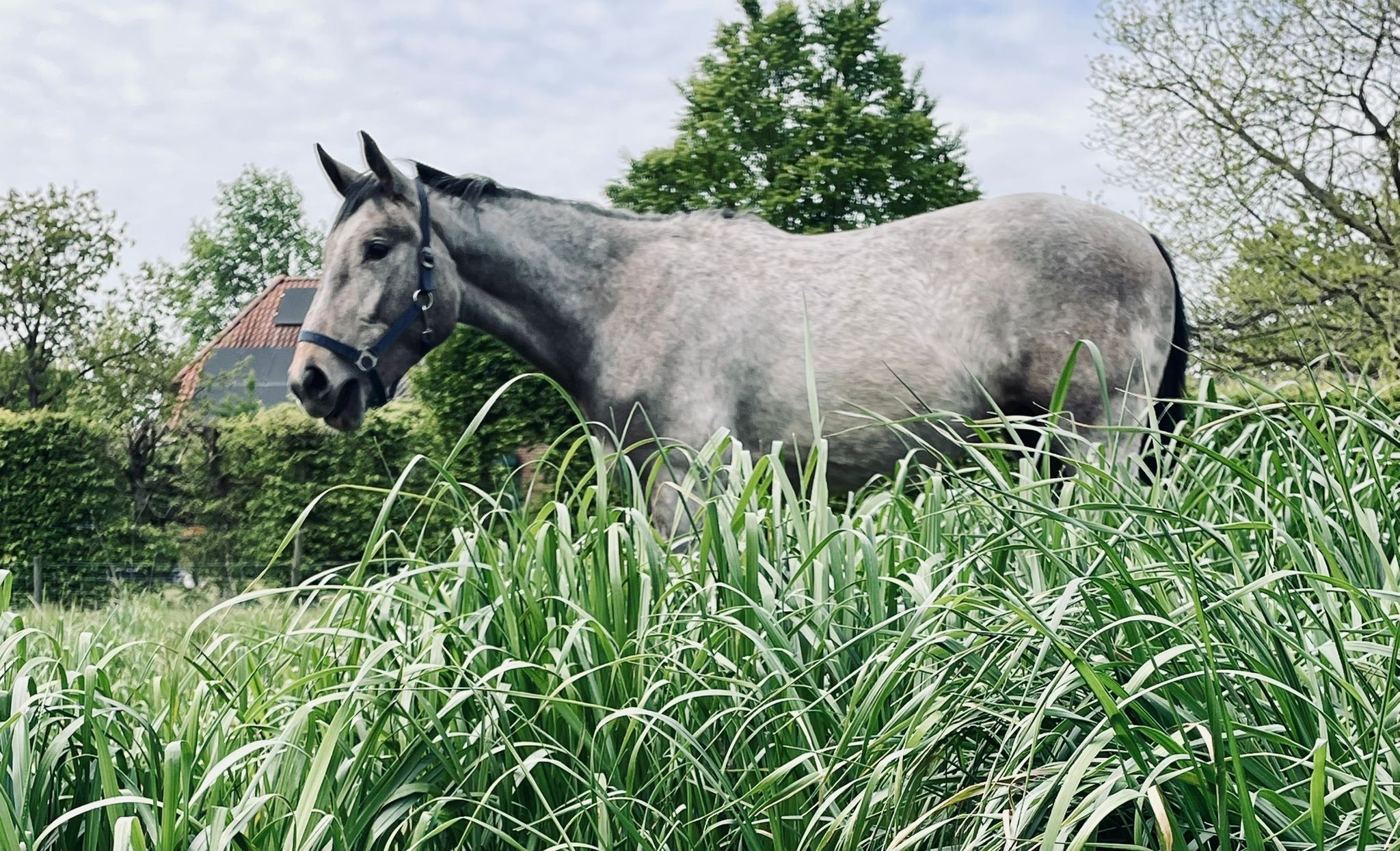 andalusie dressuurpaard ruin 10 ans schimmel à vendre - Photo 5