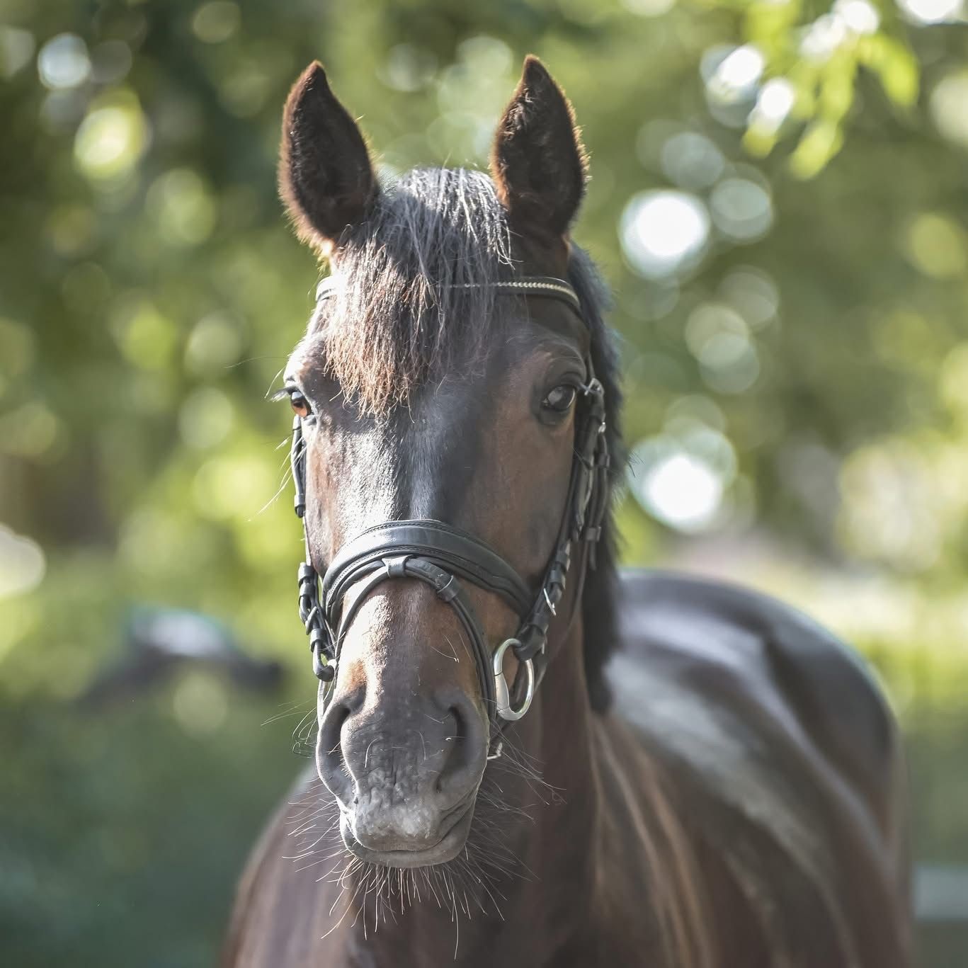 Handsome 4yo dressage mare