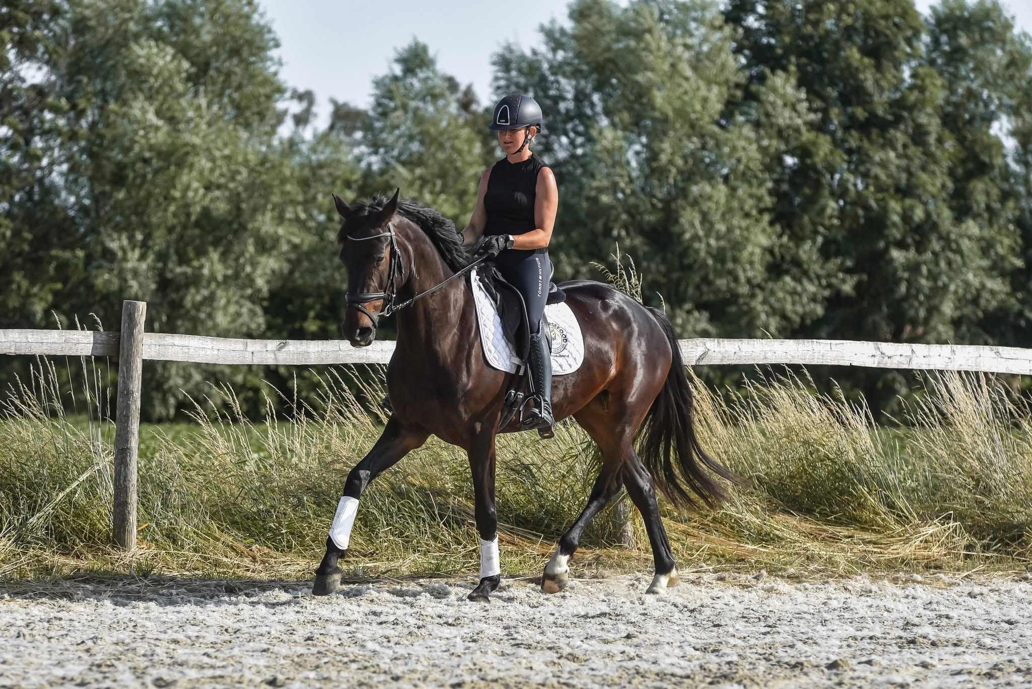 bwp dressuurpaard merrie 4 years old donkerbruin for sale - Photo 2