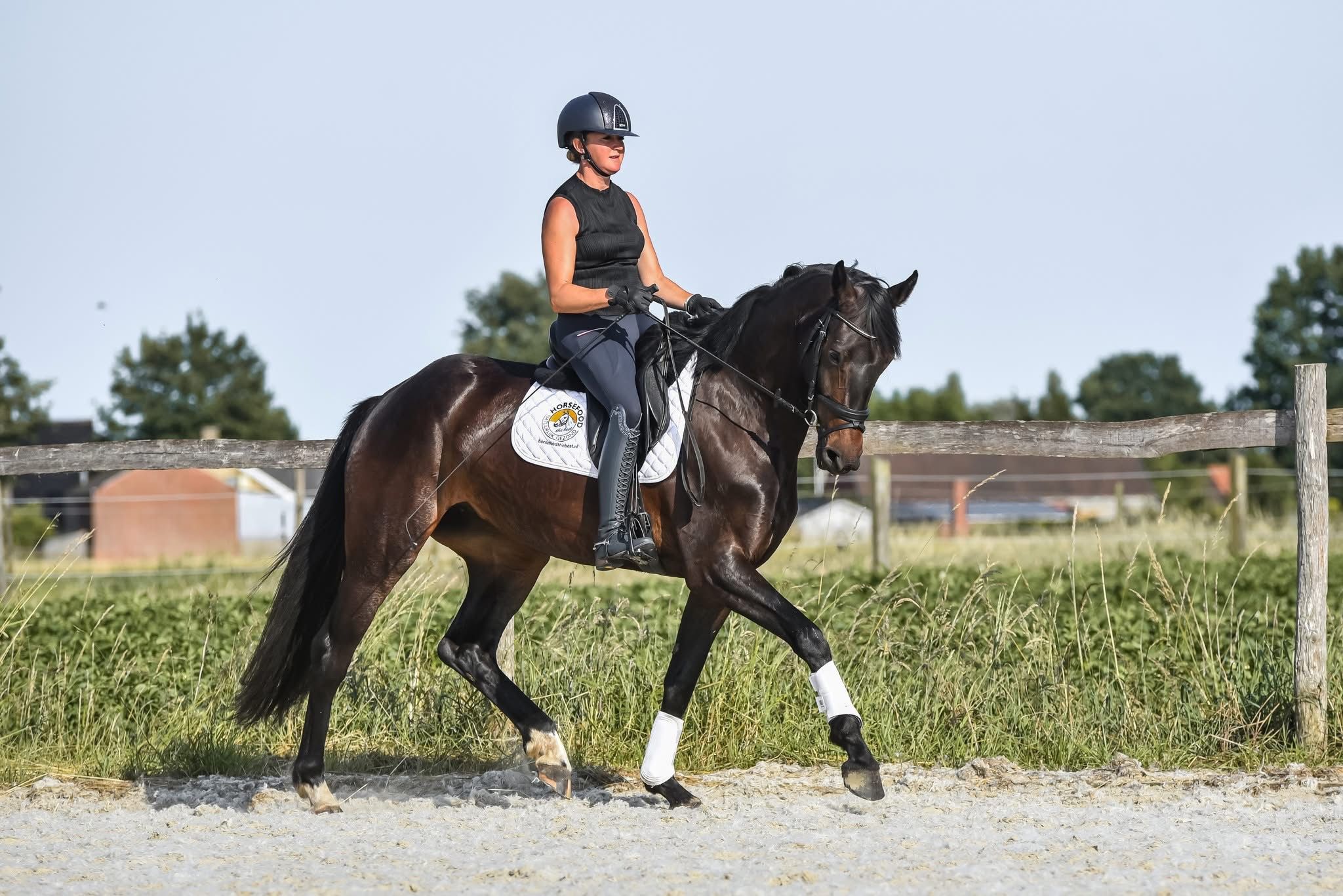 bwp dressuurpaard merrie 4 years old donkerbruin for sale - Photo 4