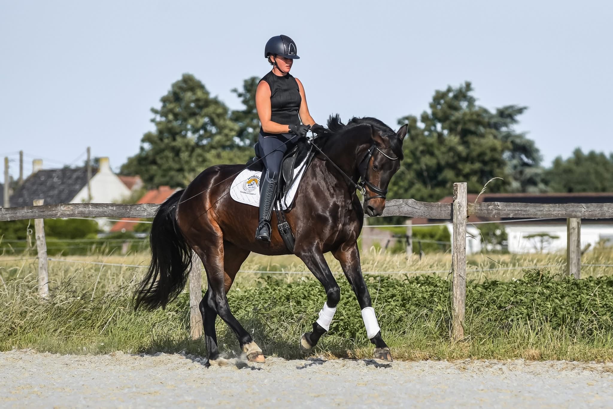 bwp dressuurpaard merrie 4 years old donkerbruin for sale - Photo 3