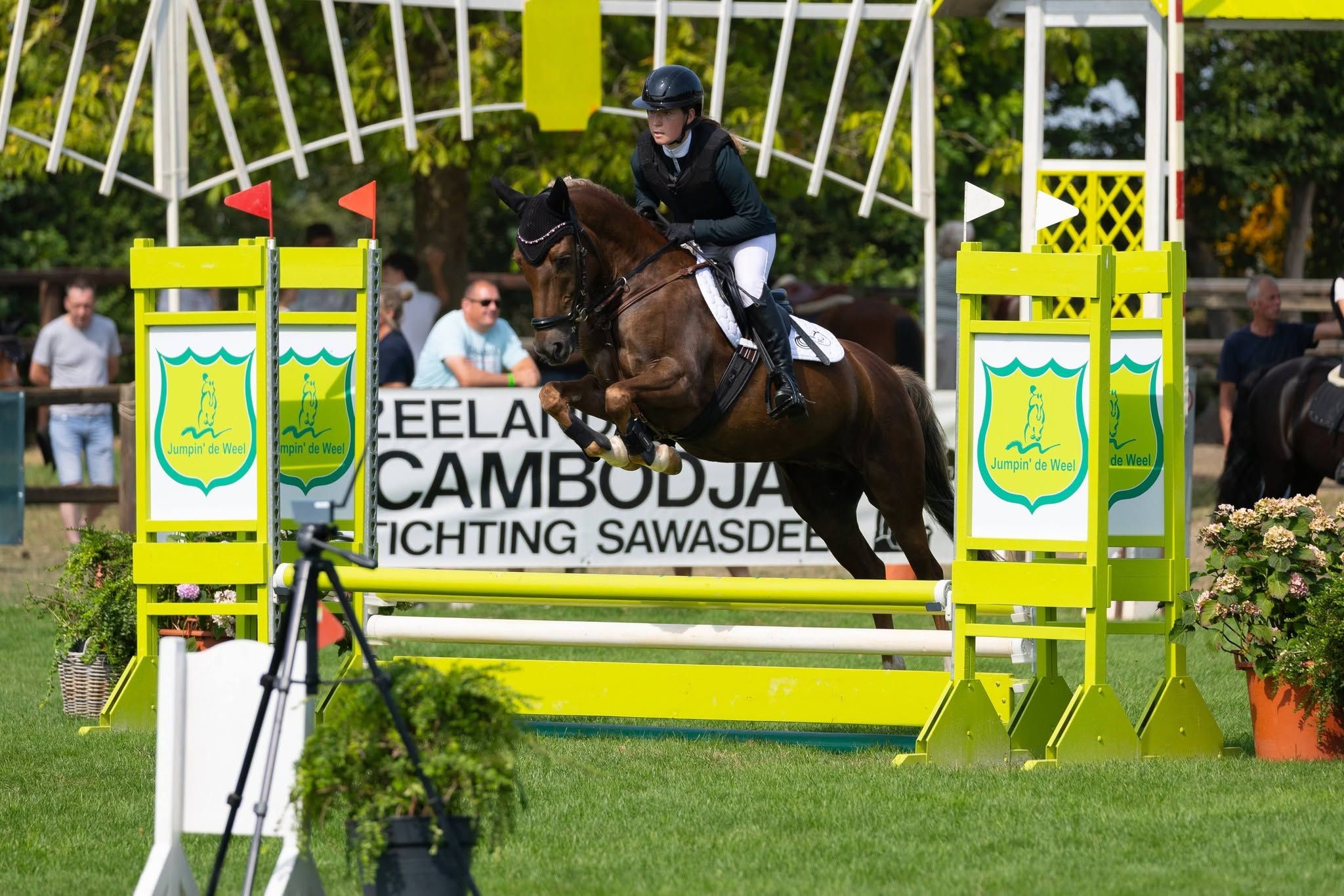 Handsome all-round New Forest D pony