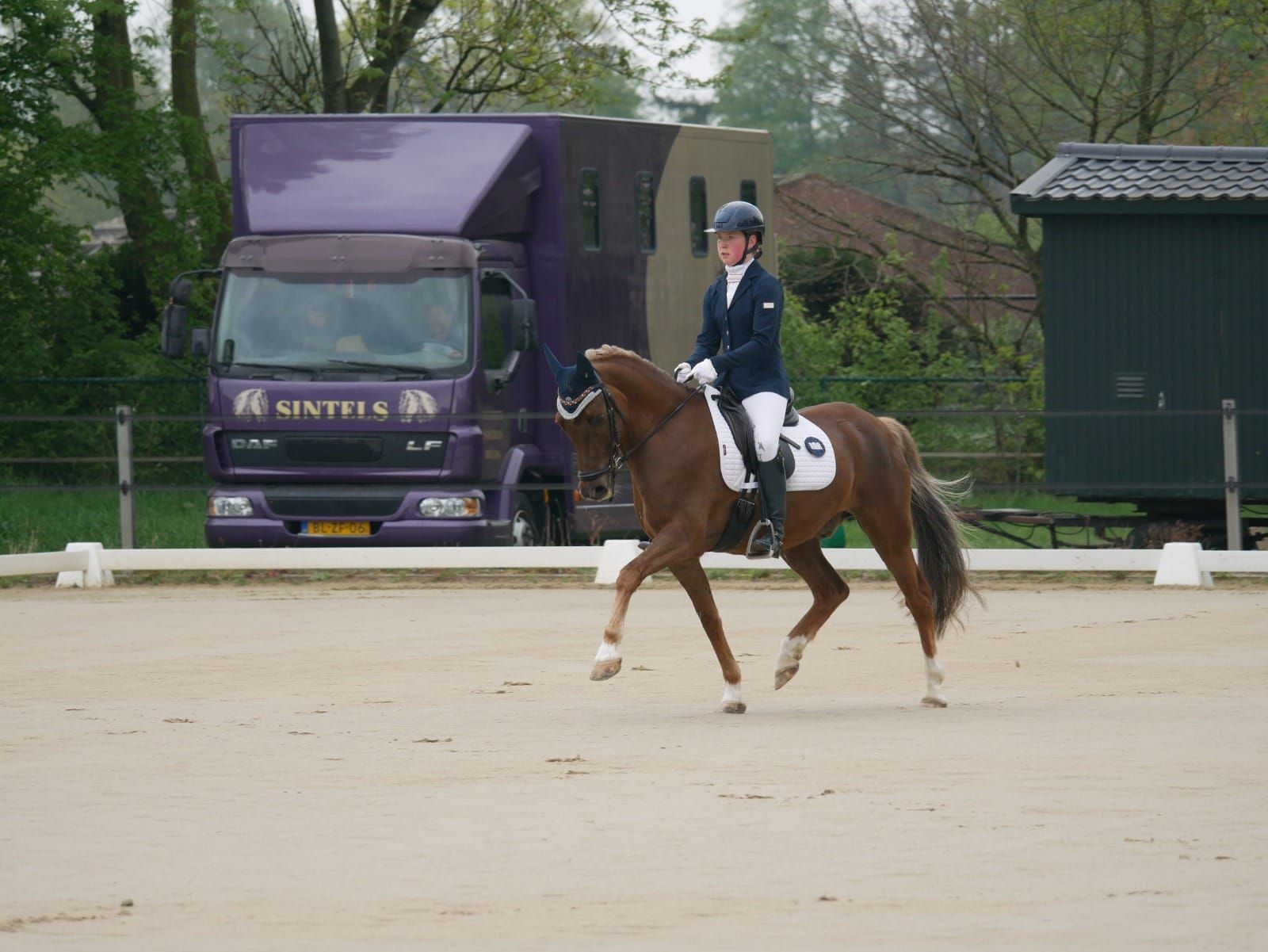 new-forest allround-pony ruin 11 years old vos for sale - Photo 5