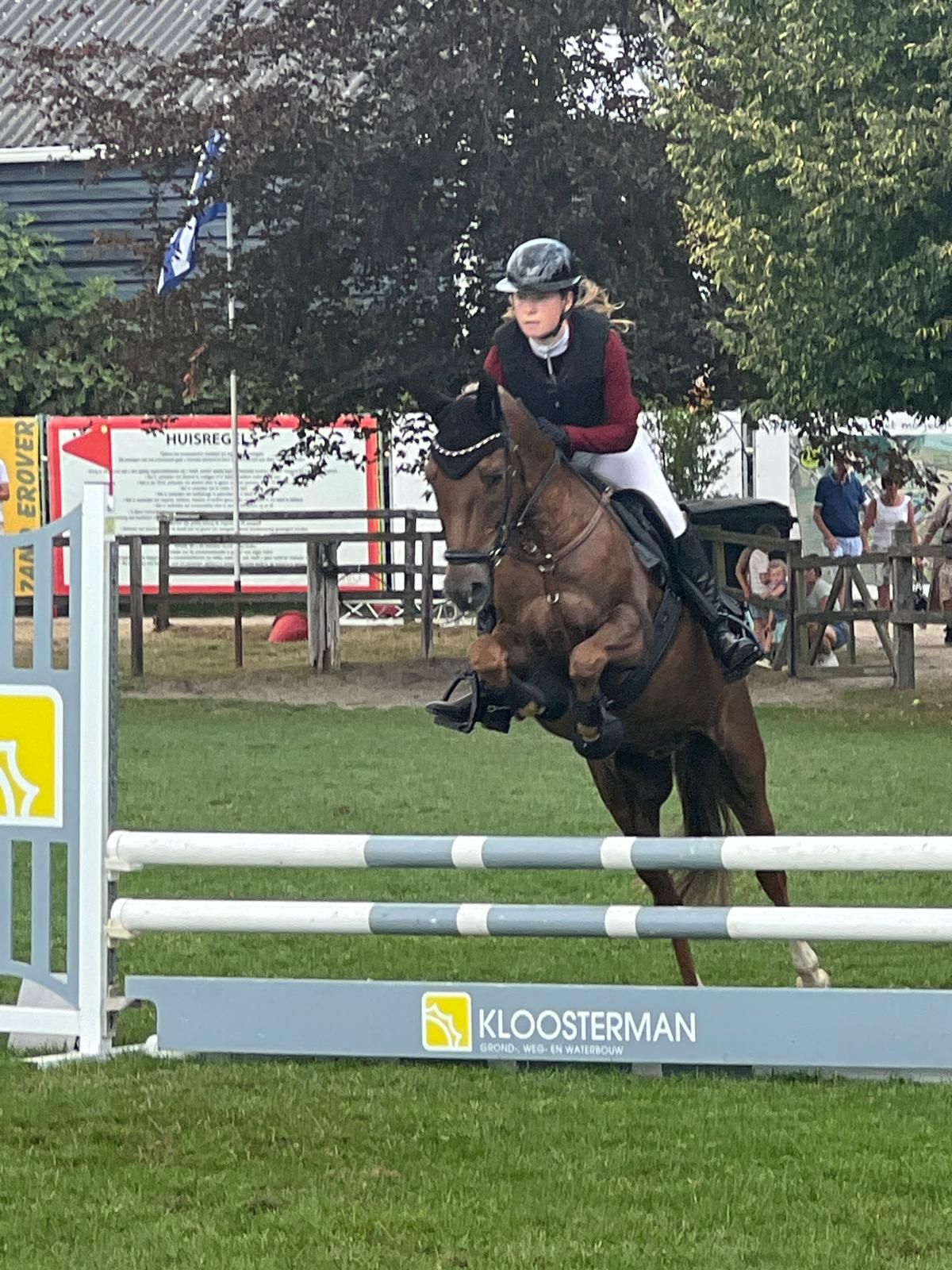 new-forest allround-pony ruin 11 years old vos for sale - Photo 3