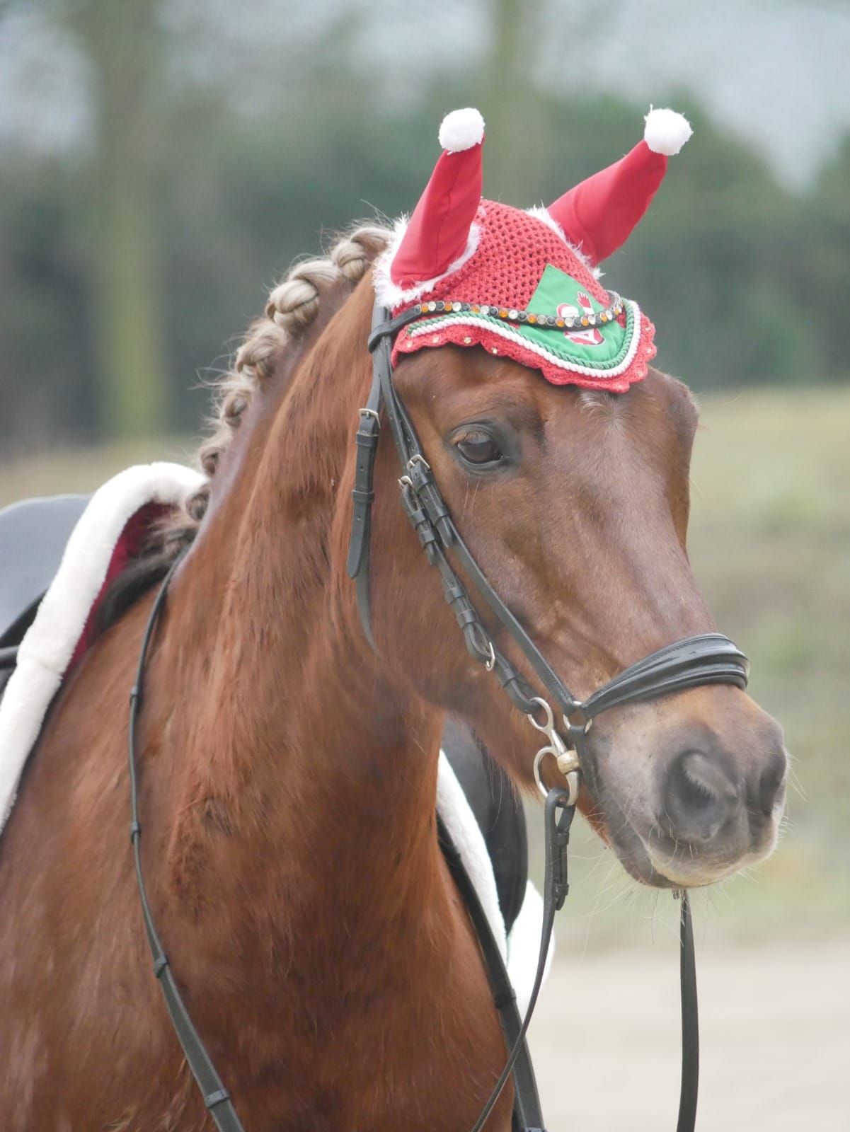 new-forest allround-pony ruin 11 years old vos for sale - Photo 6