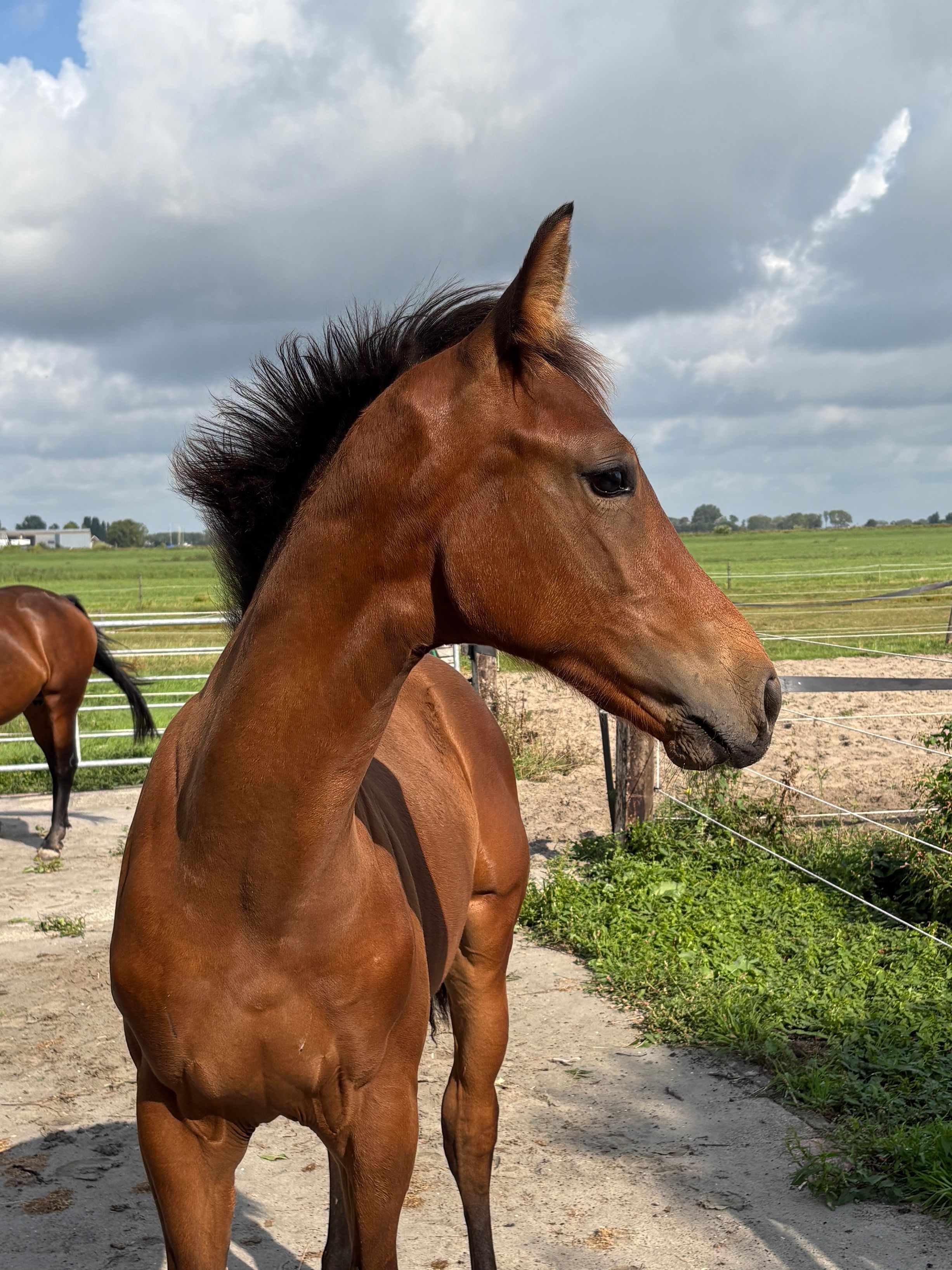 kwpn dressuurpaard hengst 0 Jahre alt bruin zu verkaufen - Foto 3