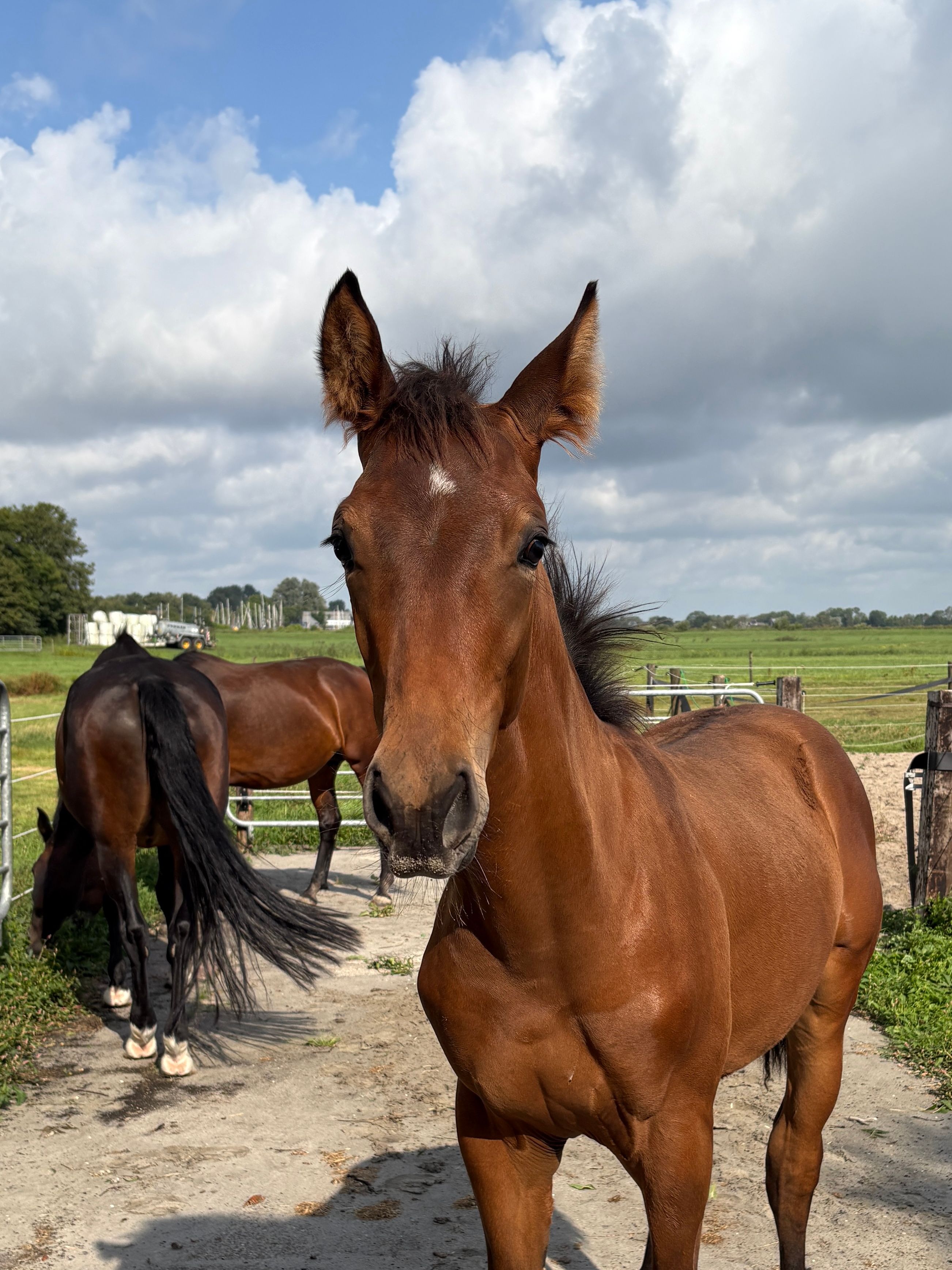 kwpn dressuurpaard hengst 0 Jahre alt bruin zu verkaufen - Foto 4