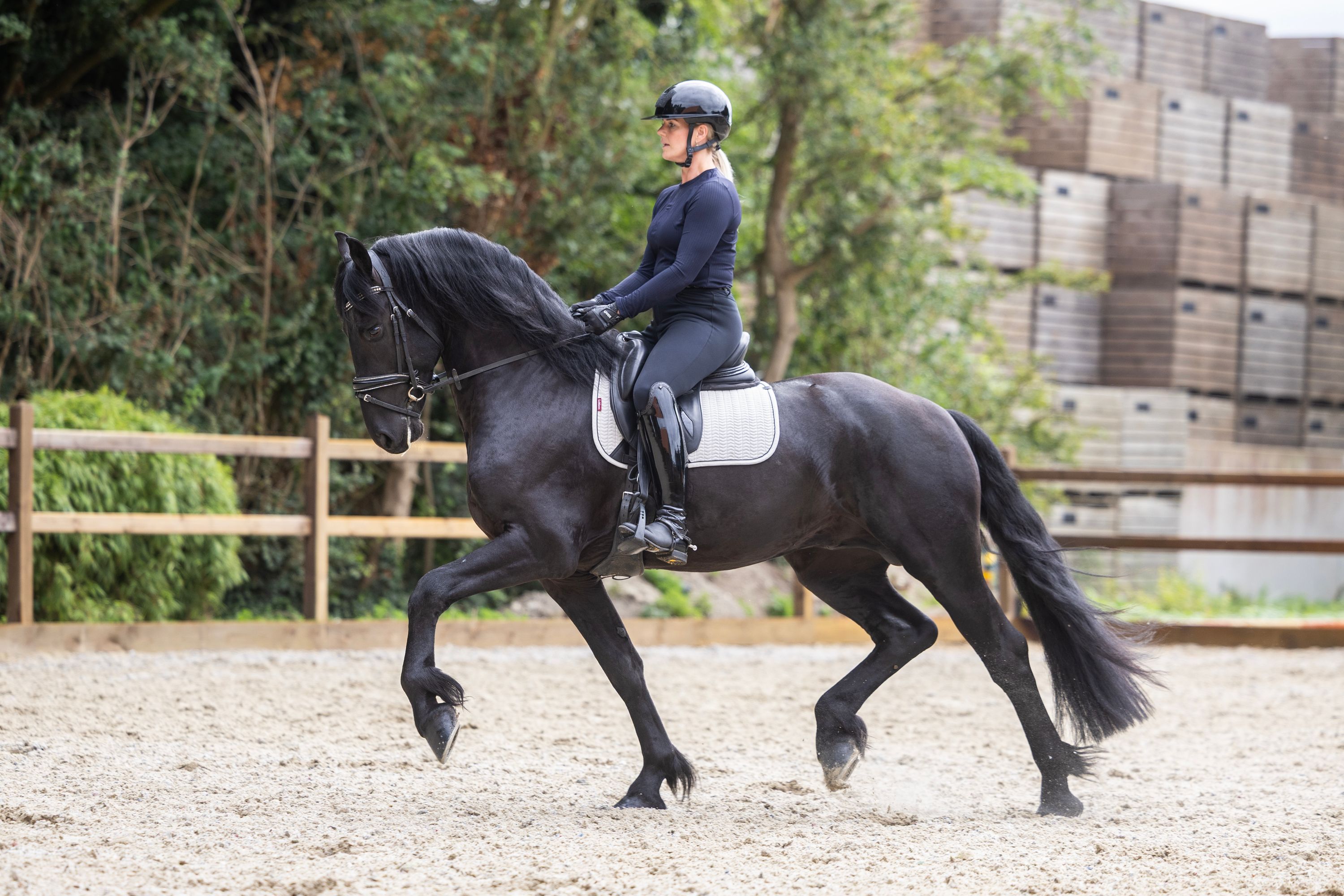 3-year-old Friesian ster stallion for sale