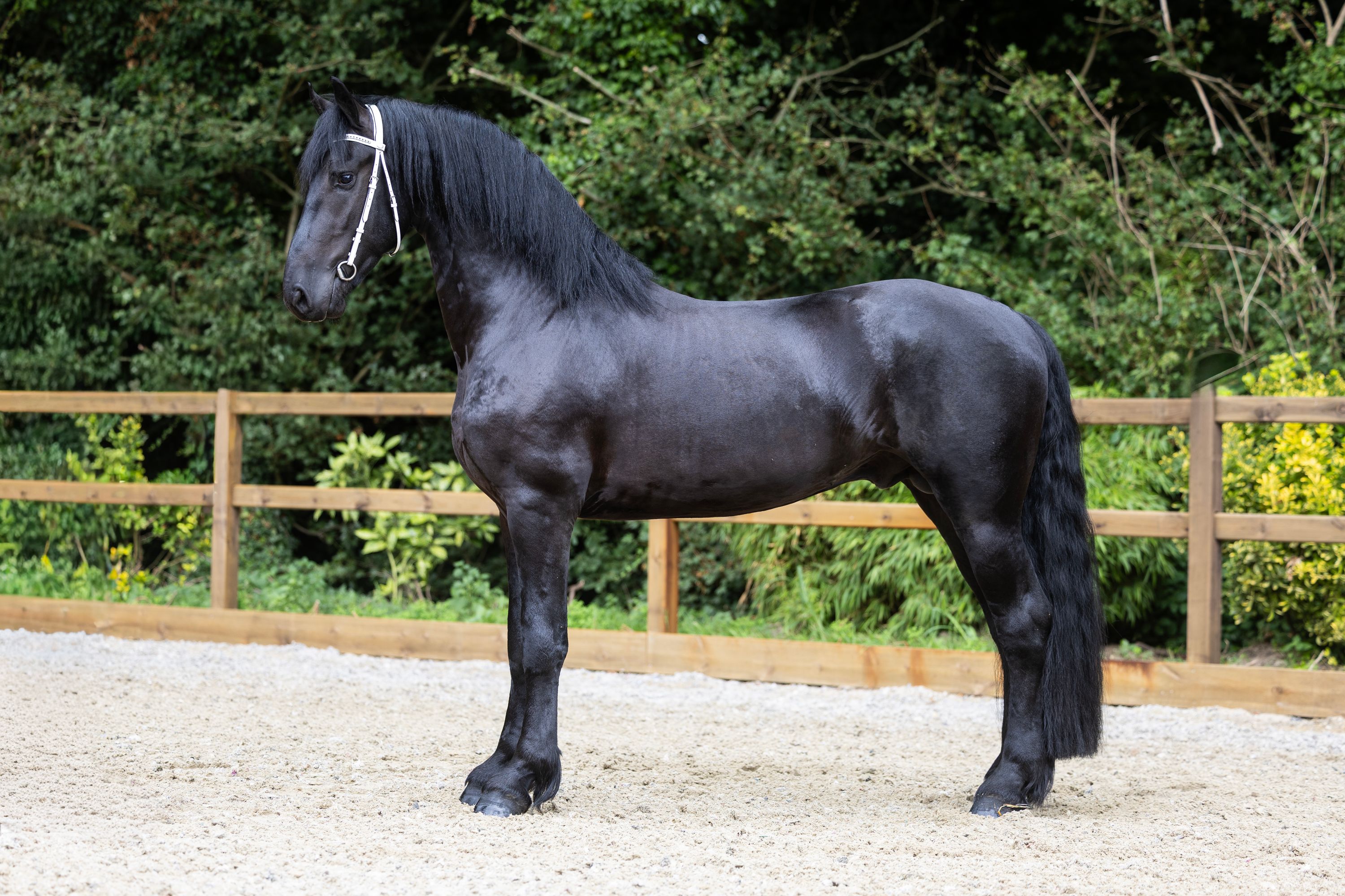 fries hengst 3 years old zwart for sale - Photo 2