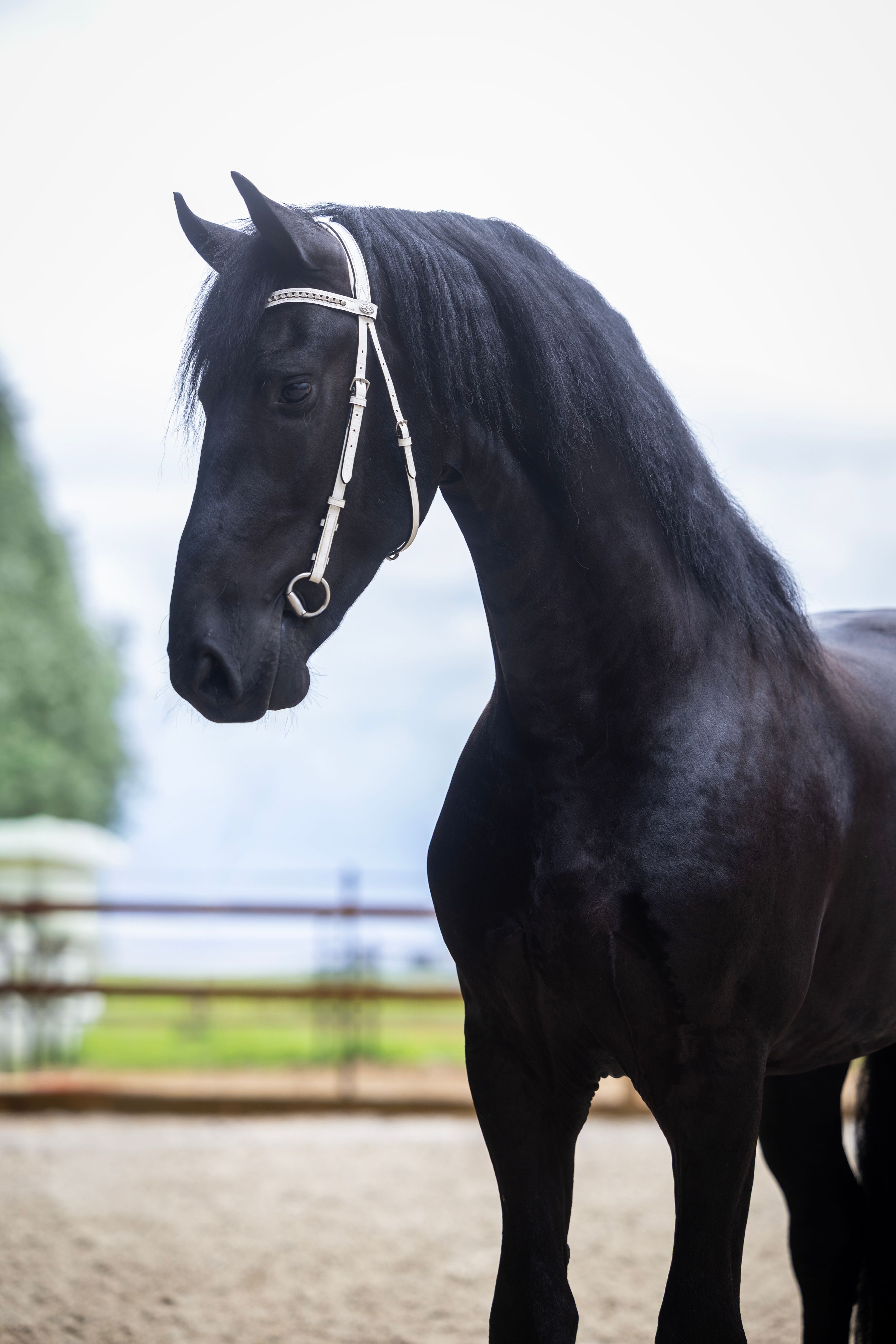 fries hengst 3 years old zwart for sale - Photo 5