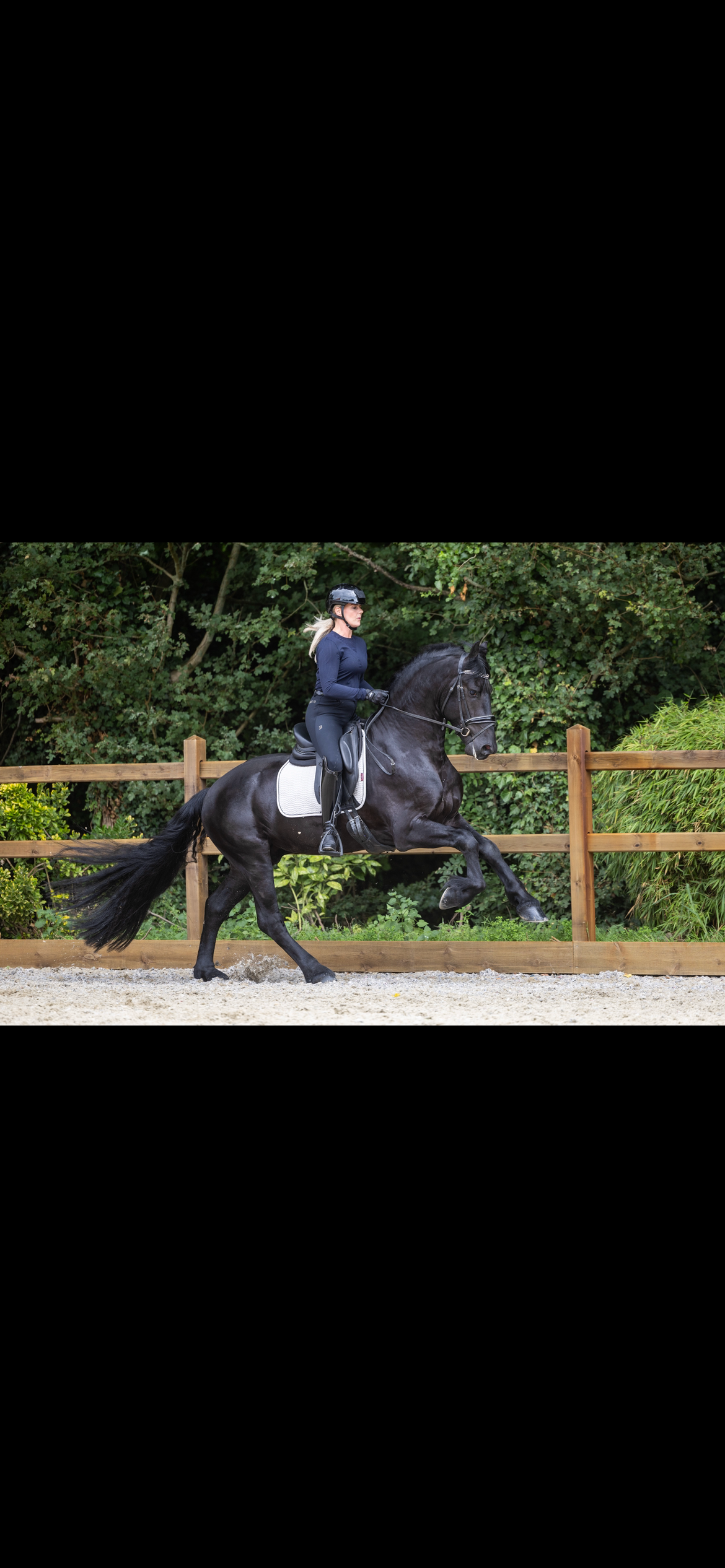 fries hengst 3 years old zwart for sale - Photo 4