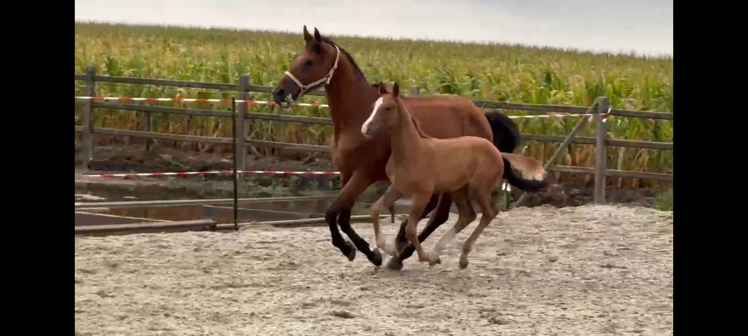kwpn springpaard hengst 0 years old vos for sale - Photo 5