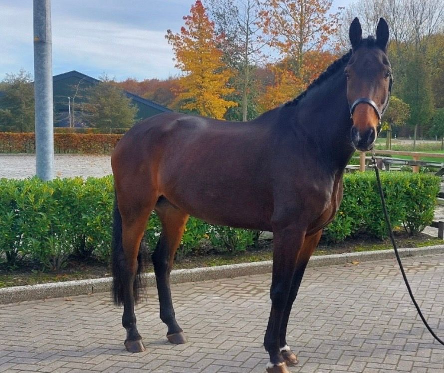 Reliable KWPN gelding | gentle giant