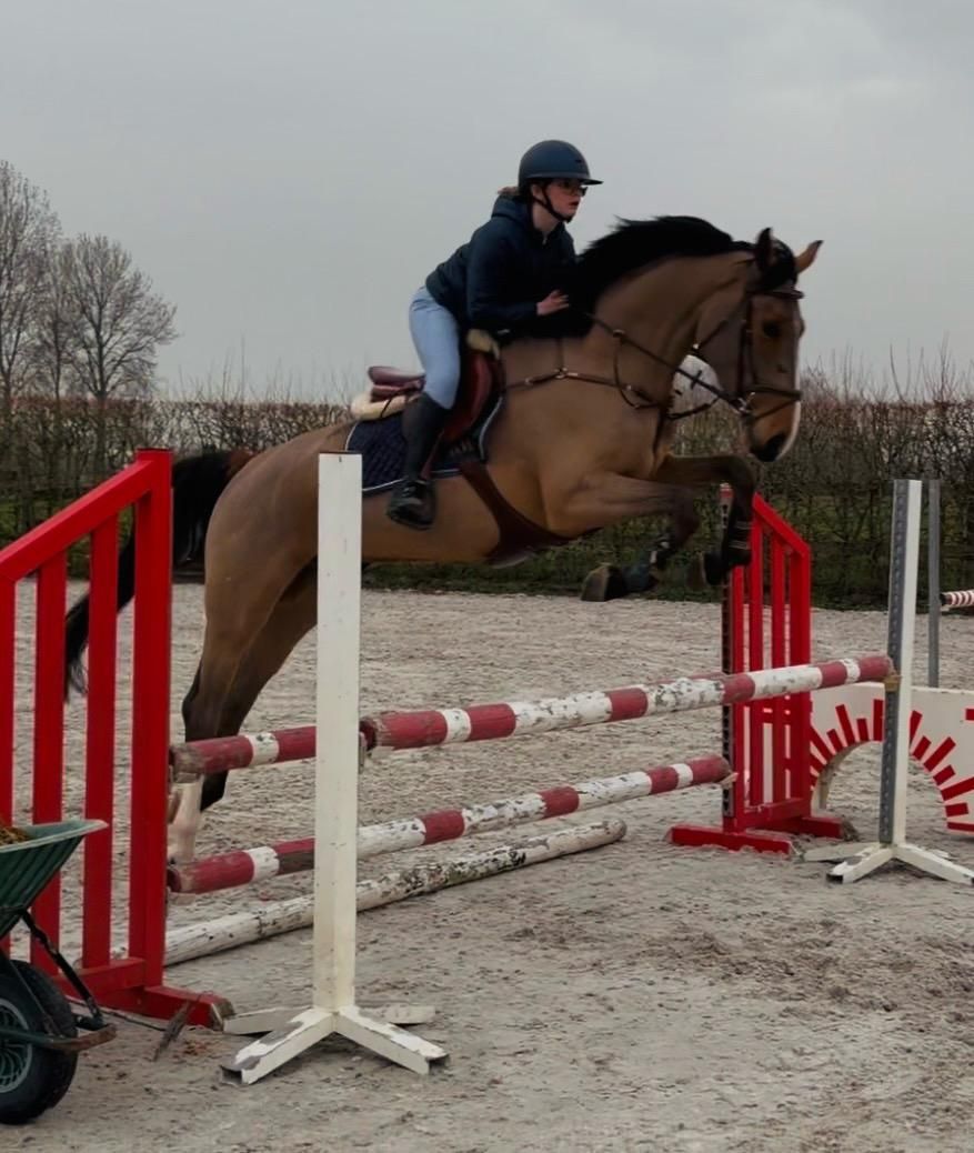 bwp springpaard ruin 4 år bruin till salu - Foto 2