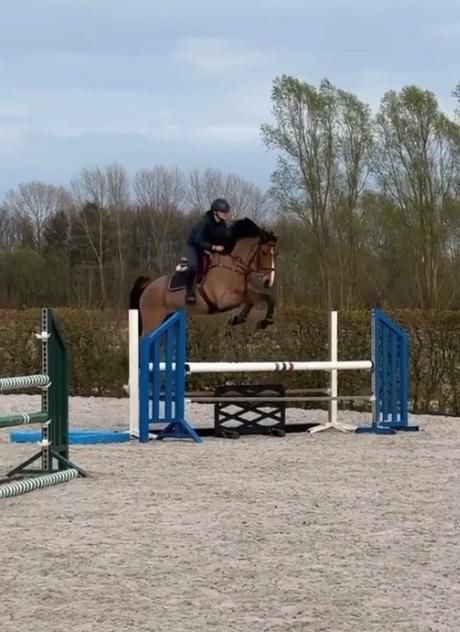 bwp springpaard ruin 4 år bruin till salu - Foto 3