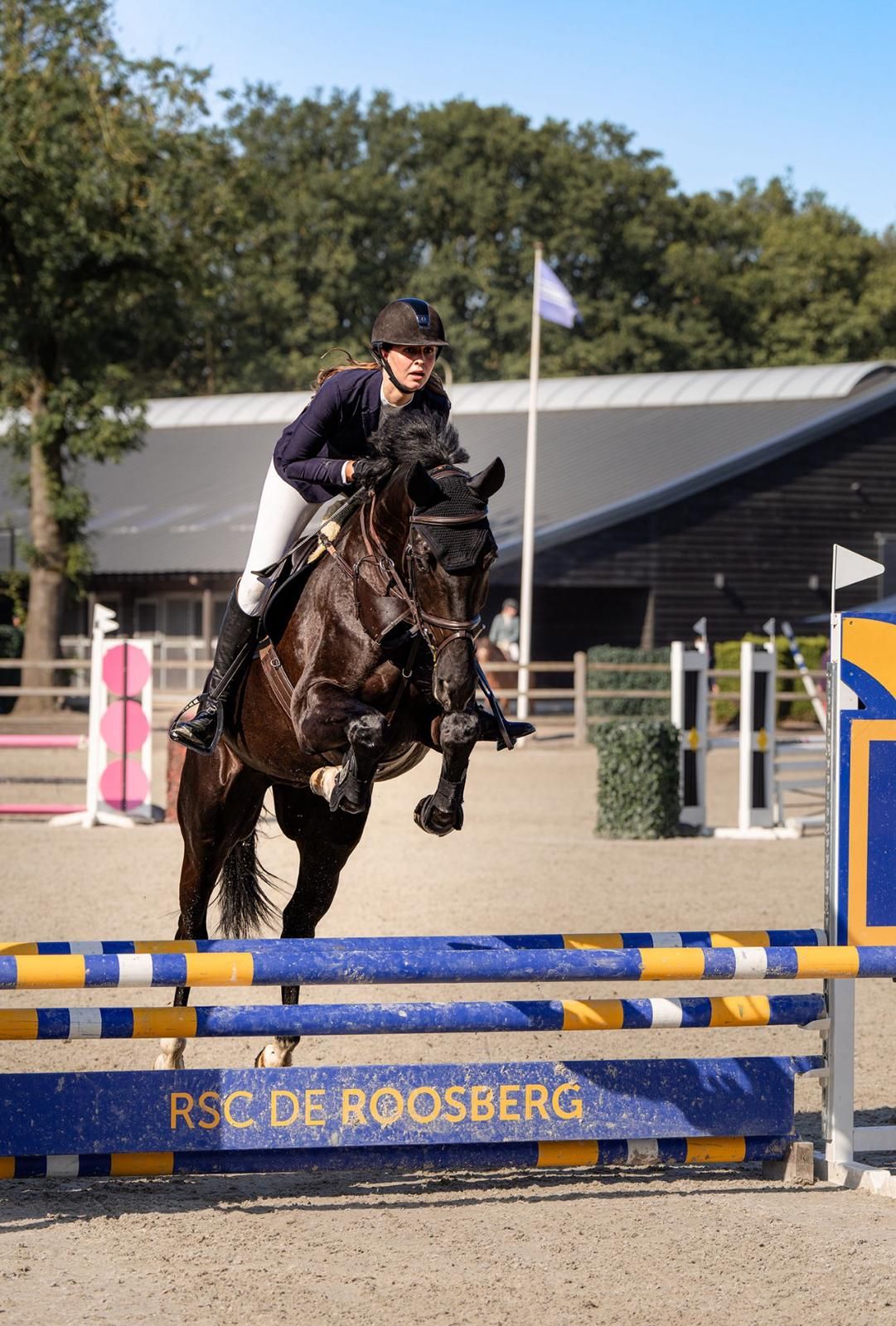Smart 7-year-old gelding