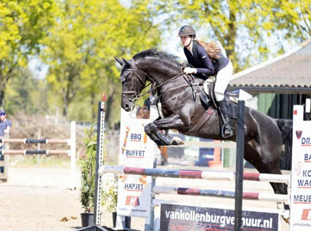 kwpn springpaard ruin 7 years old zwart for sale - Photo 2