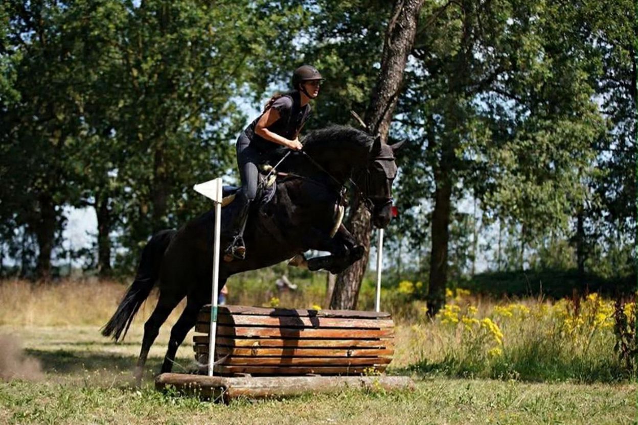 kwpn springpaard ruin 7 years old zwart for sale - Photo 4
