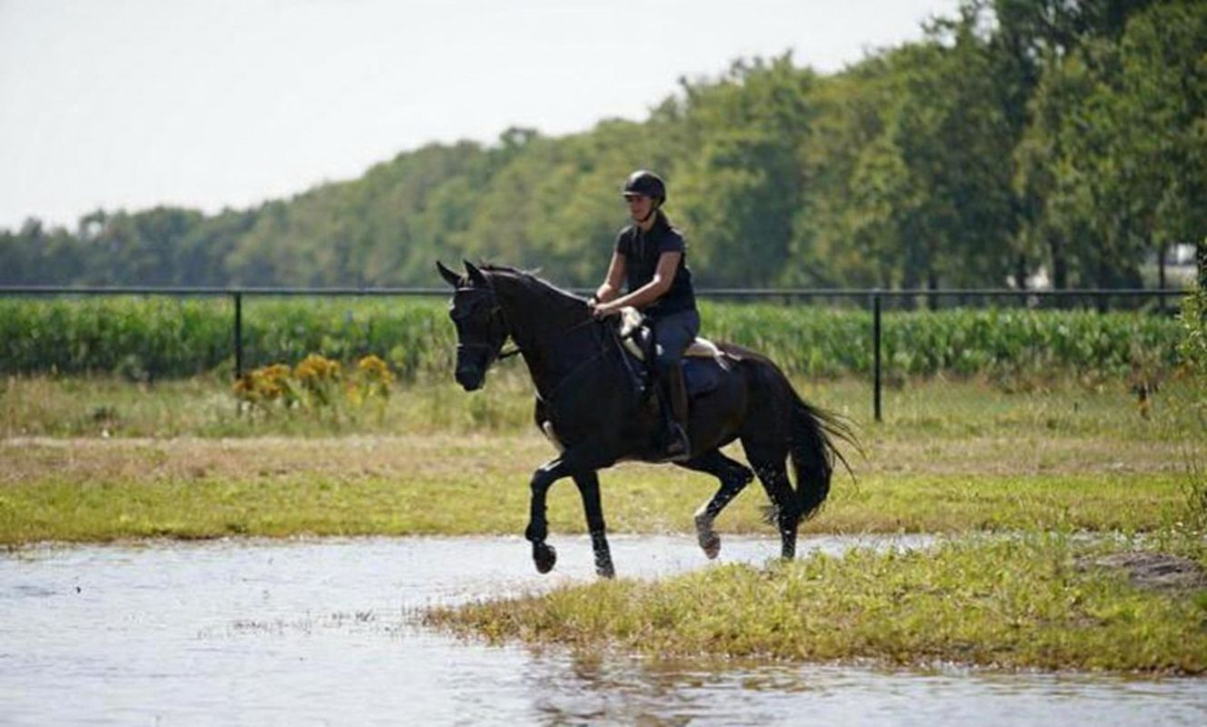 kwpn springpaard ruin 7 years old zwart for sale - Photo 5