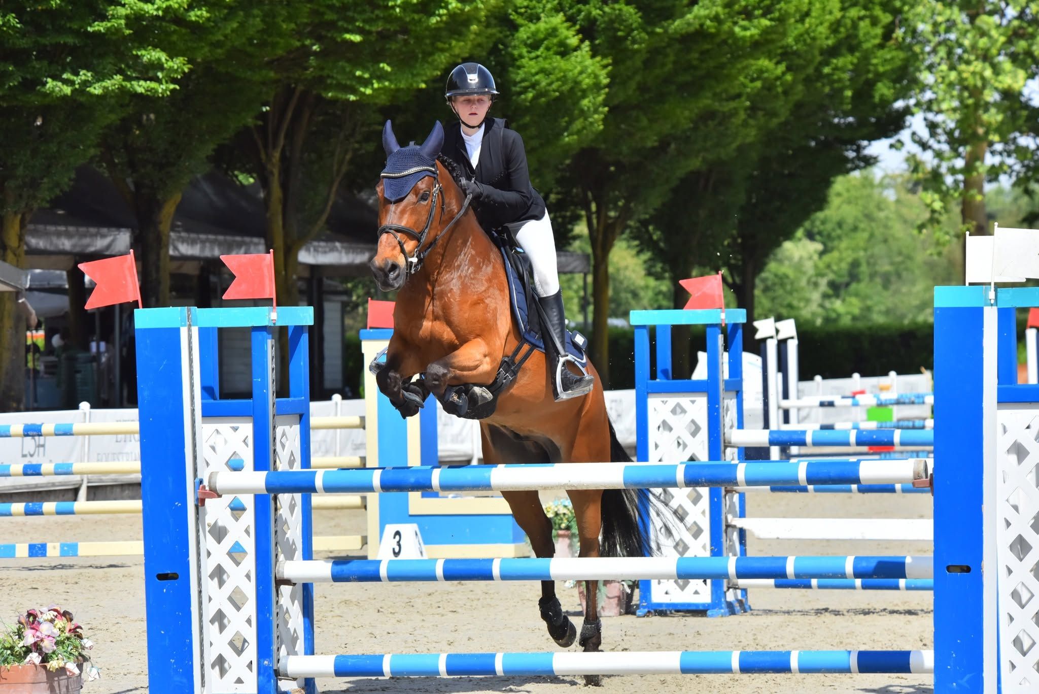 Top jumping pony for sale