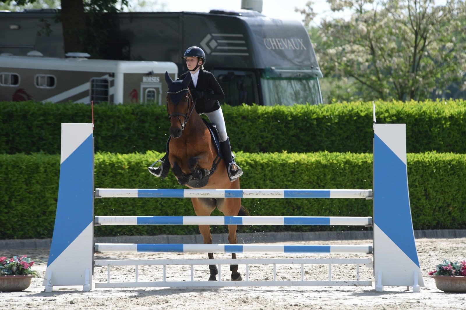 bwp springpony ruin 15 years old donkerbruin for sale - Photo 2