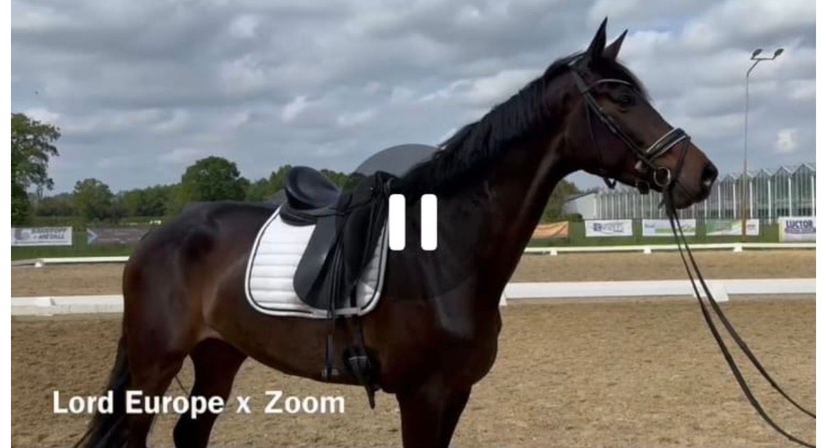 Mooie 4 jarig dressuur topper  te koop