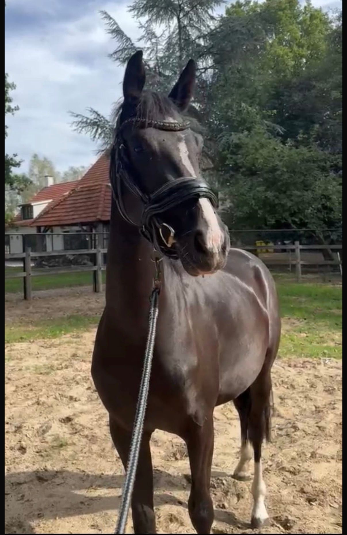 Prachtige 3- jarige dressuurmerrie te koop
