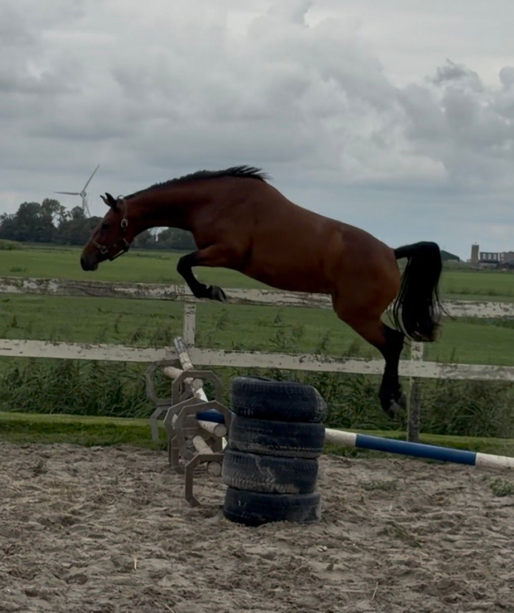 kwpn springpaard merrie 3 years old bruin for sale - Photo 2