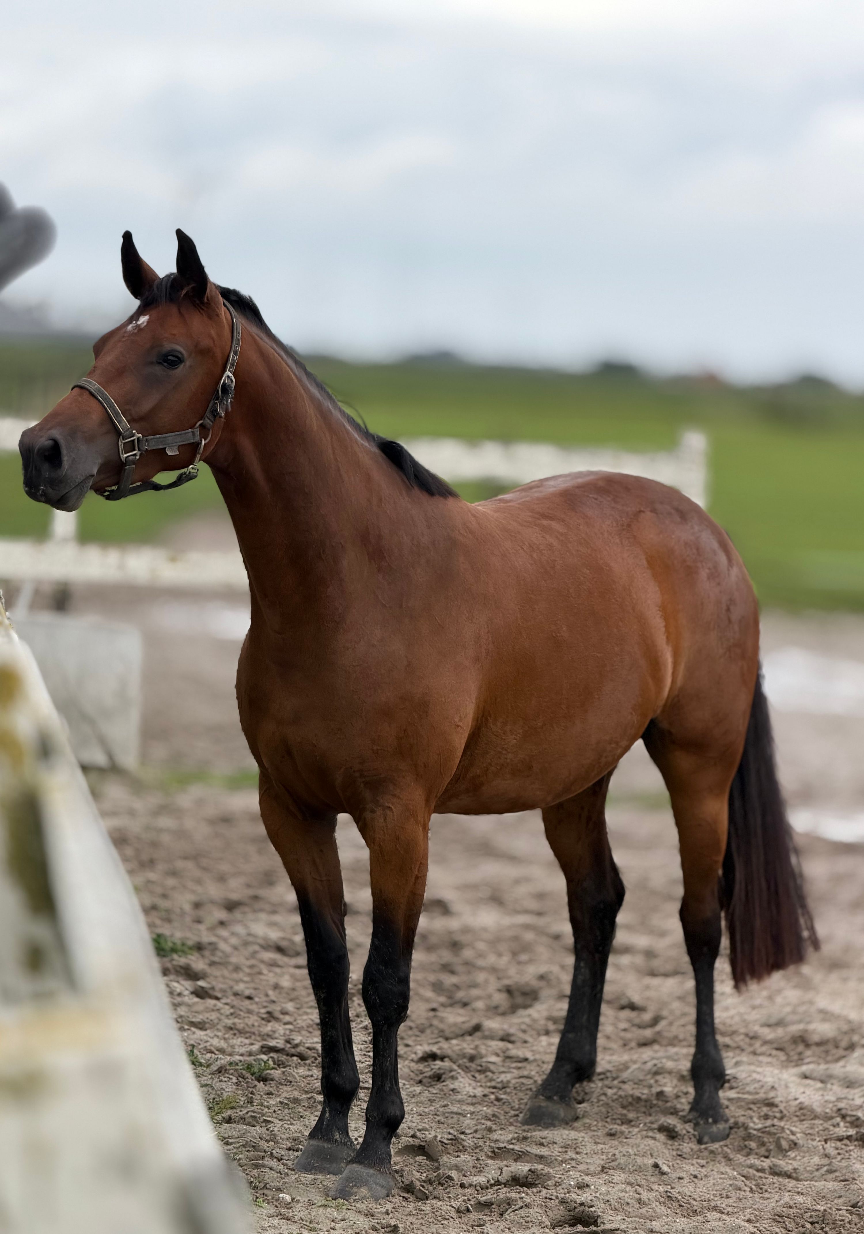 Beautiful 3-year-old showjumping-bred mare (Highway TN x Numero Uno)