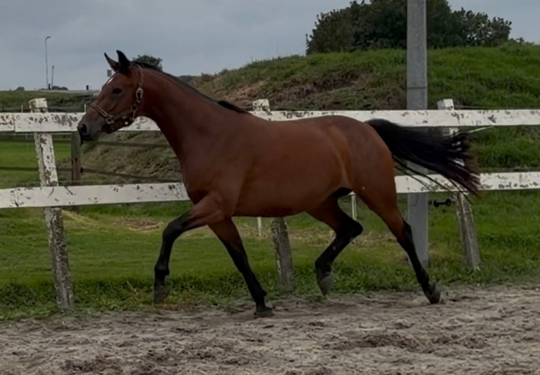 kwpn springpaard merrie 3 years old bruin for sale - Photo 6