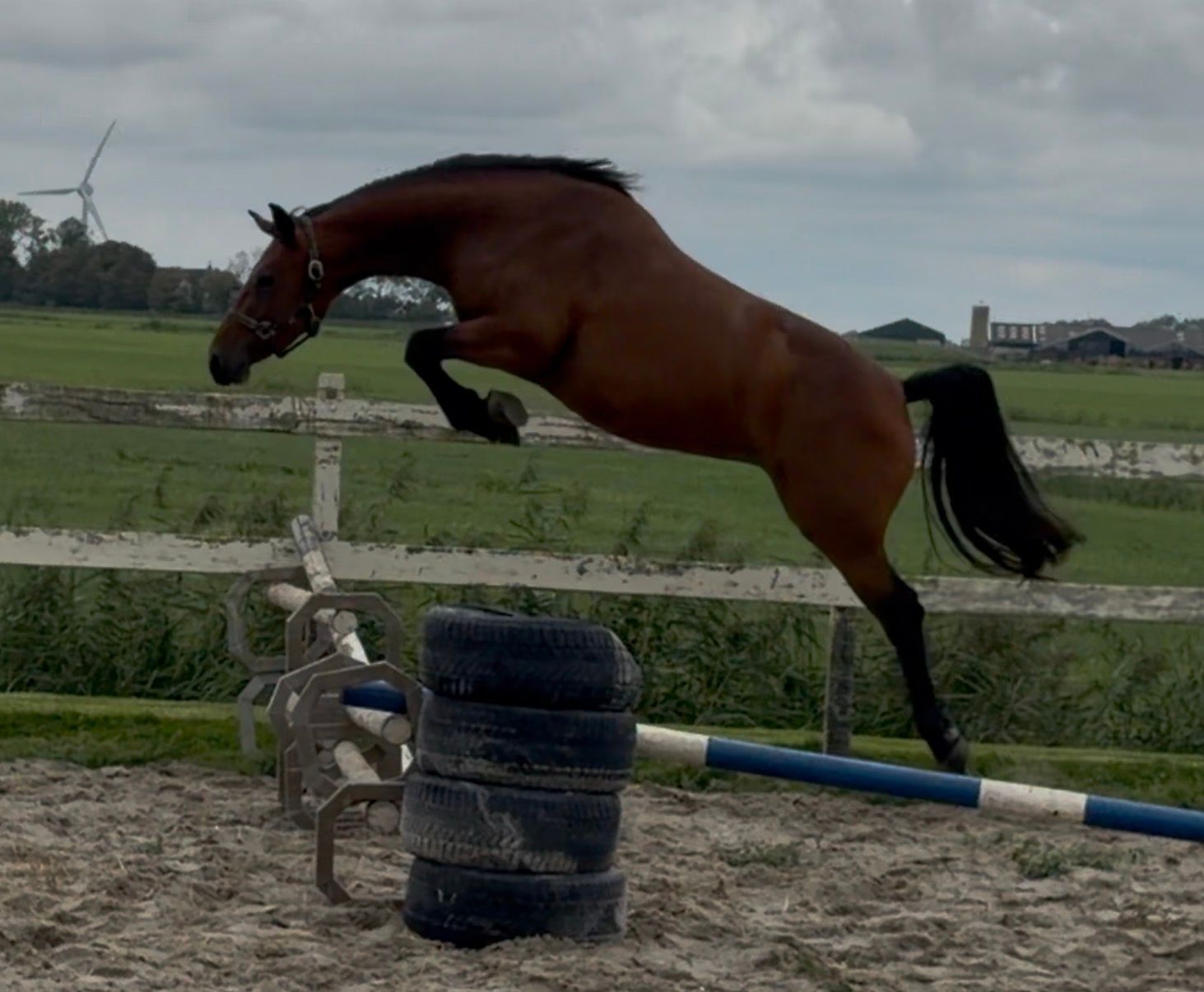 kwpn springpaard merrie 3 years old bruin for sale - Photo 3