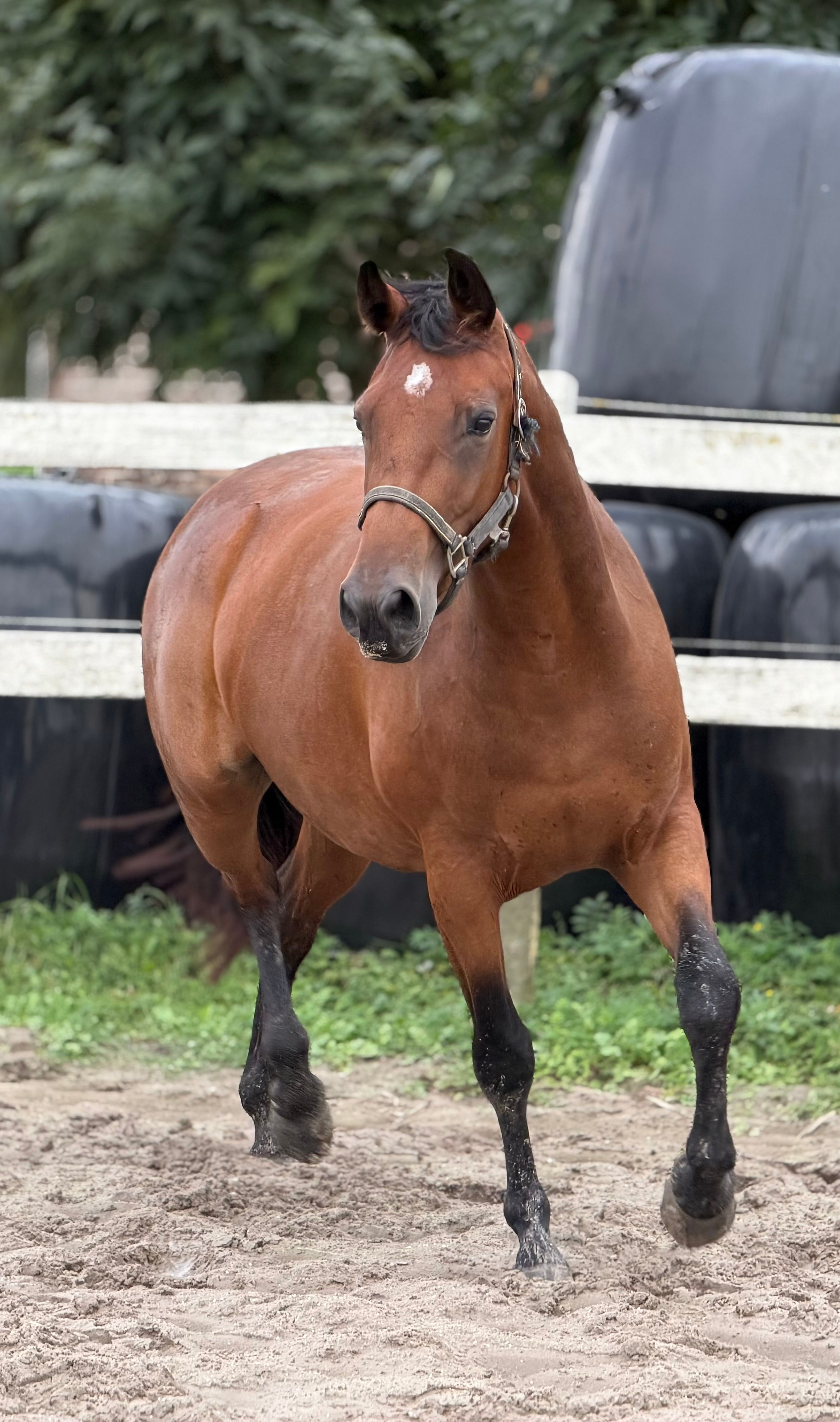 kwpn springpaard merrie 3 years old bruin for sale - Photo 5