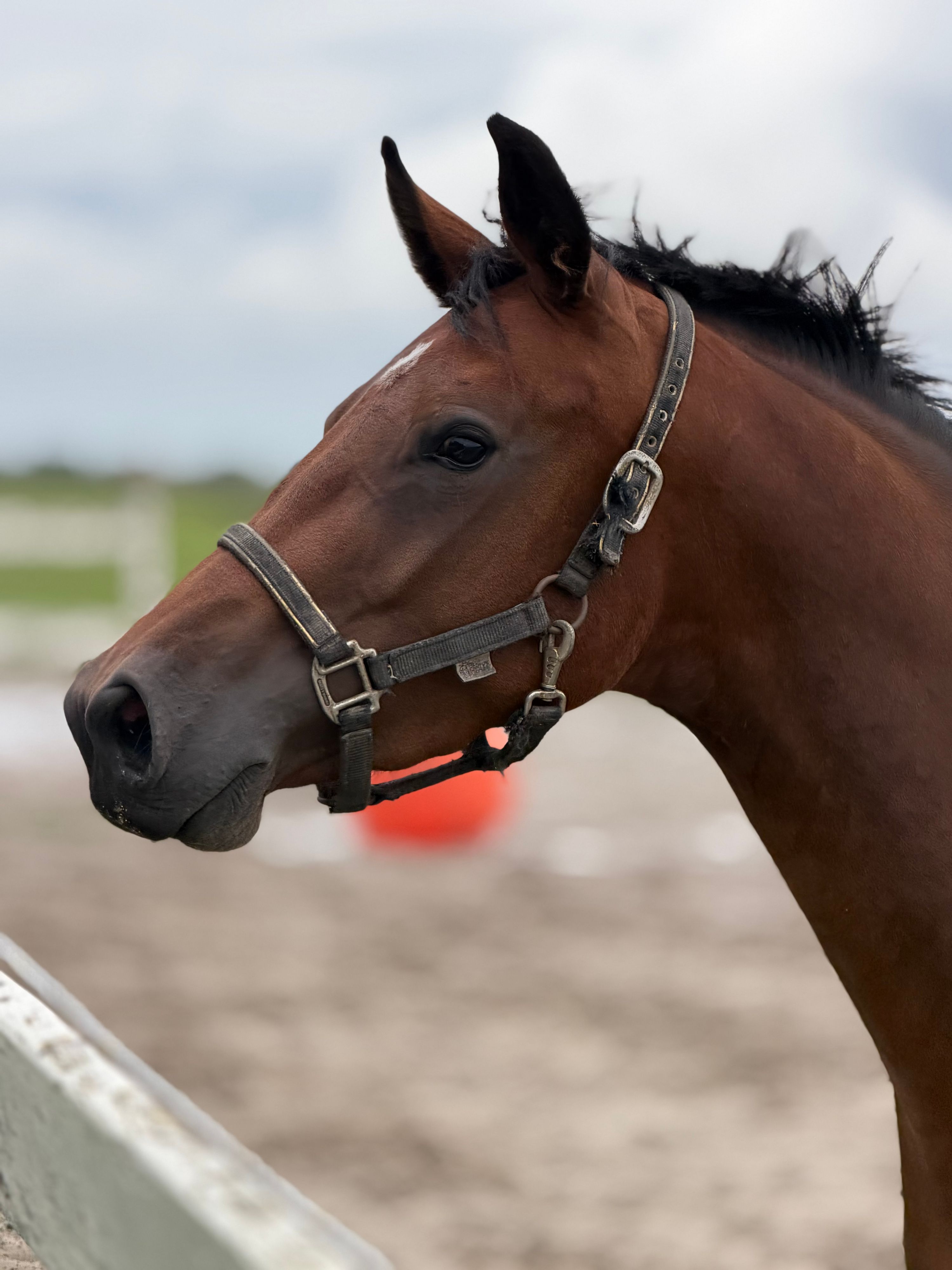 kwpn springpaard merrie 3 years old bruin for sale - Photo 4