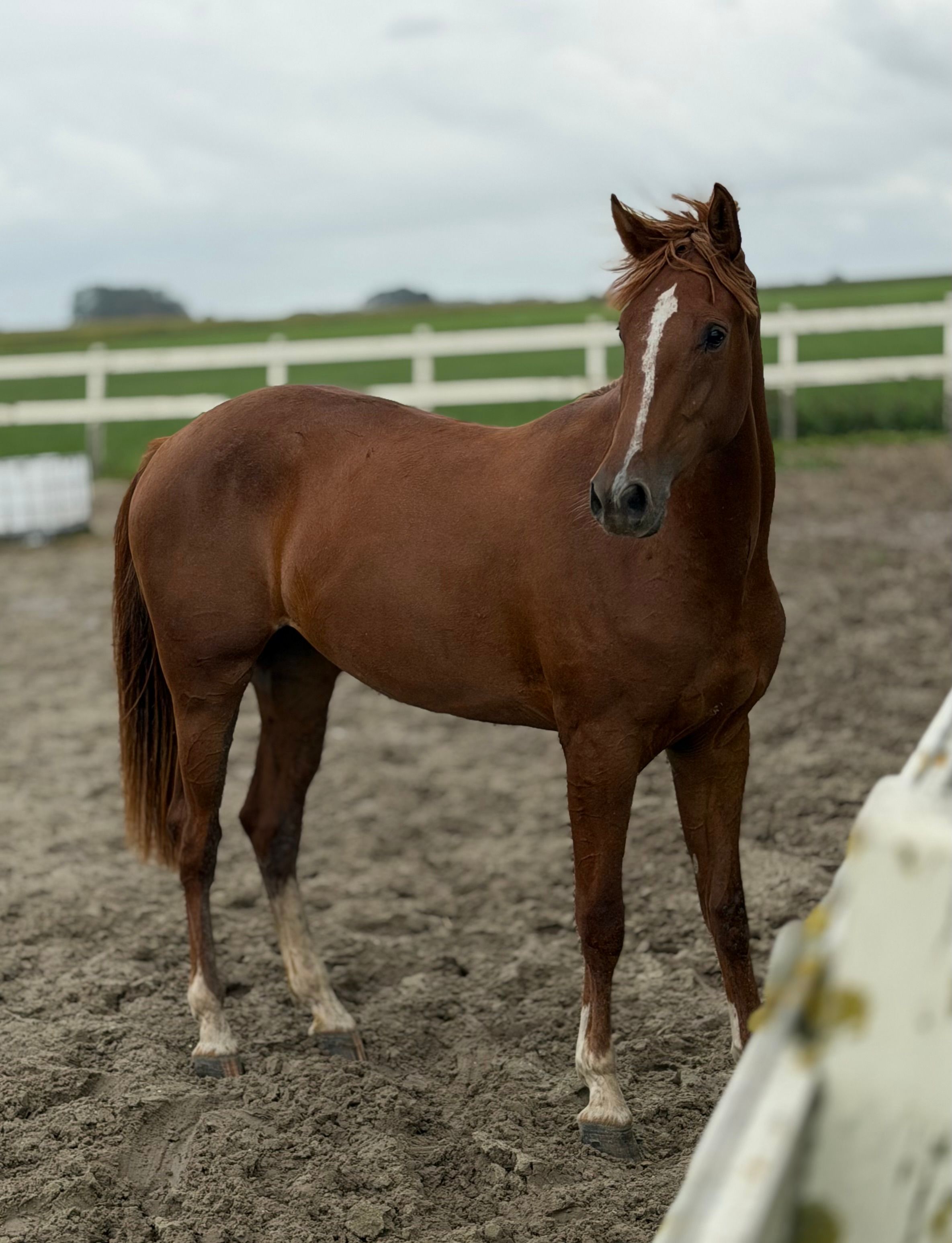 Beautiful 2-year-old showjumping-bred mare (Up van 't Paradijs x Cream On Top)