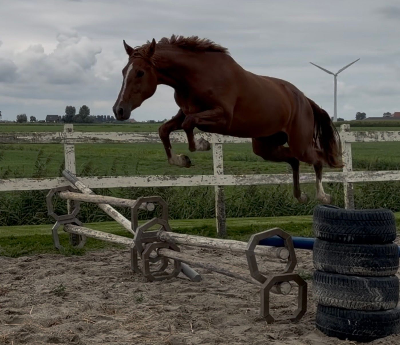 KWPN springpaard merrie 2 years old vos for sale - Photo 2