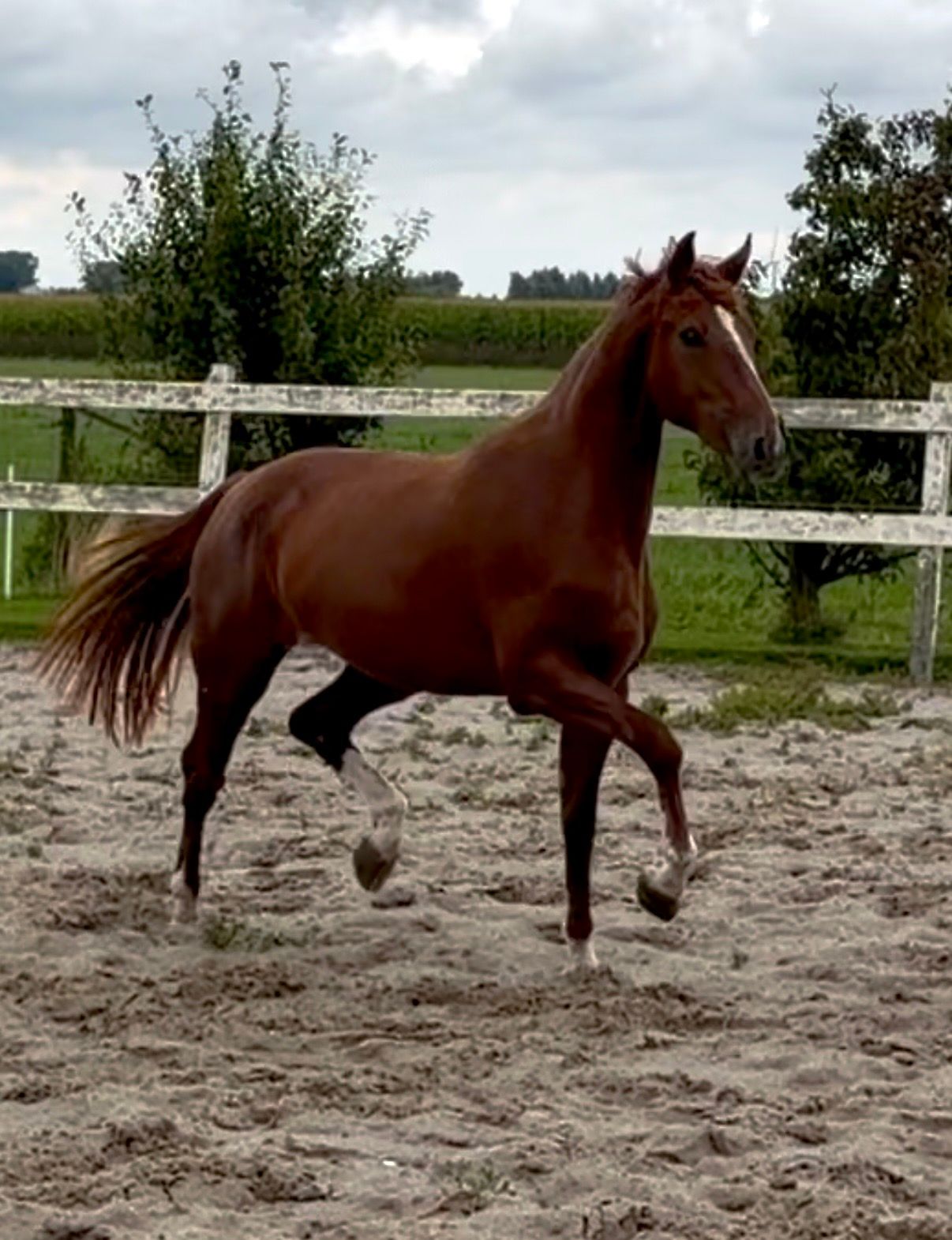 KWPN springpaard merrie 2 years old vos for sale - Photo 4
