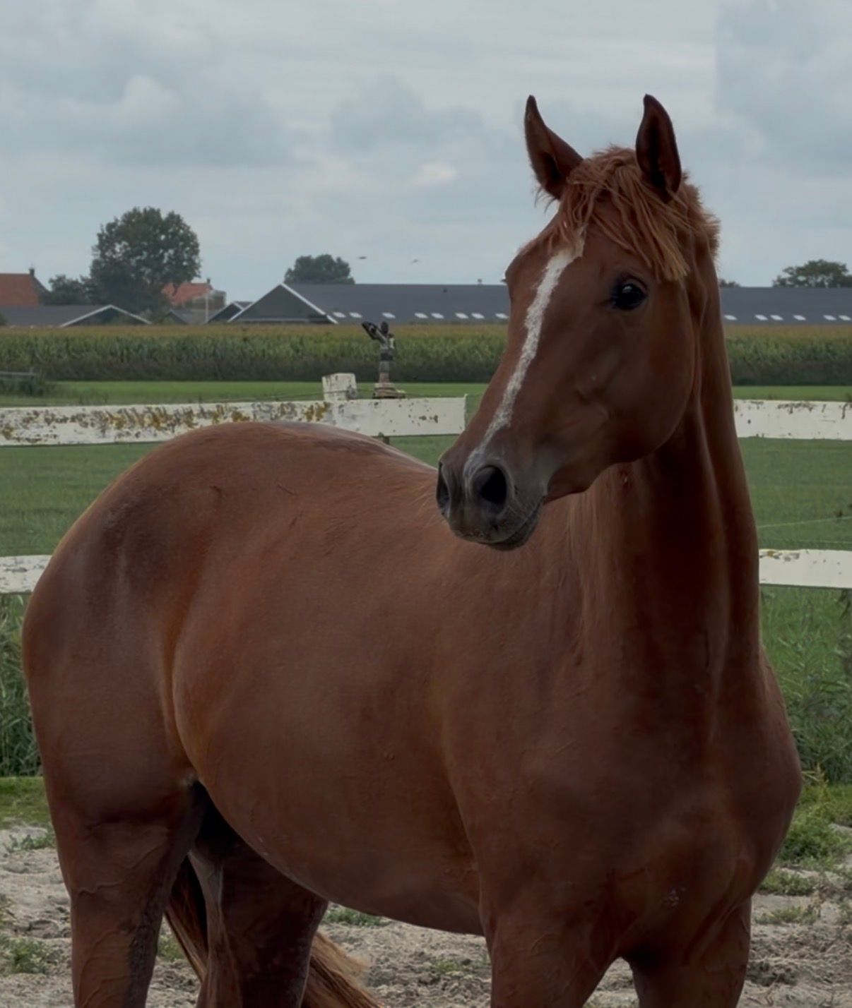 KWPN springpaard merrie 2 years old vos for sale - Photo 6