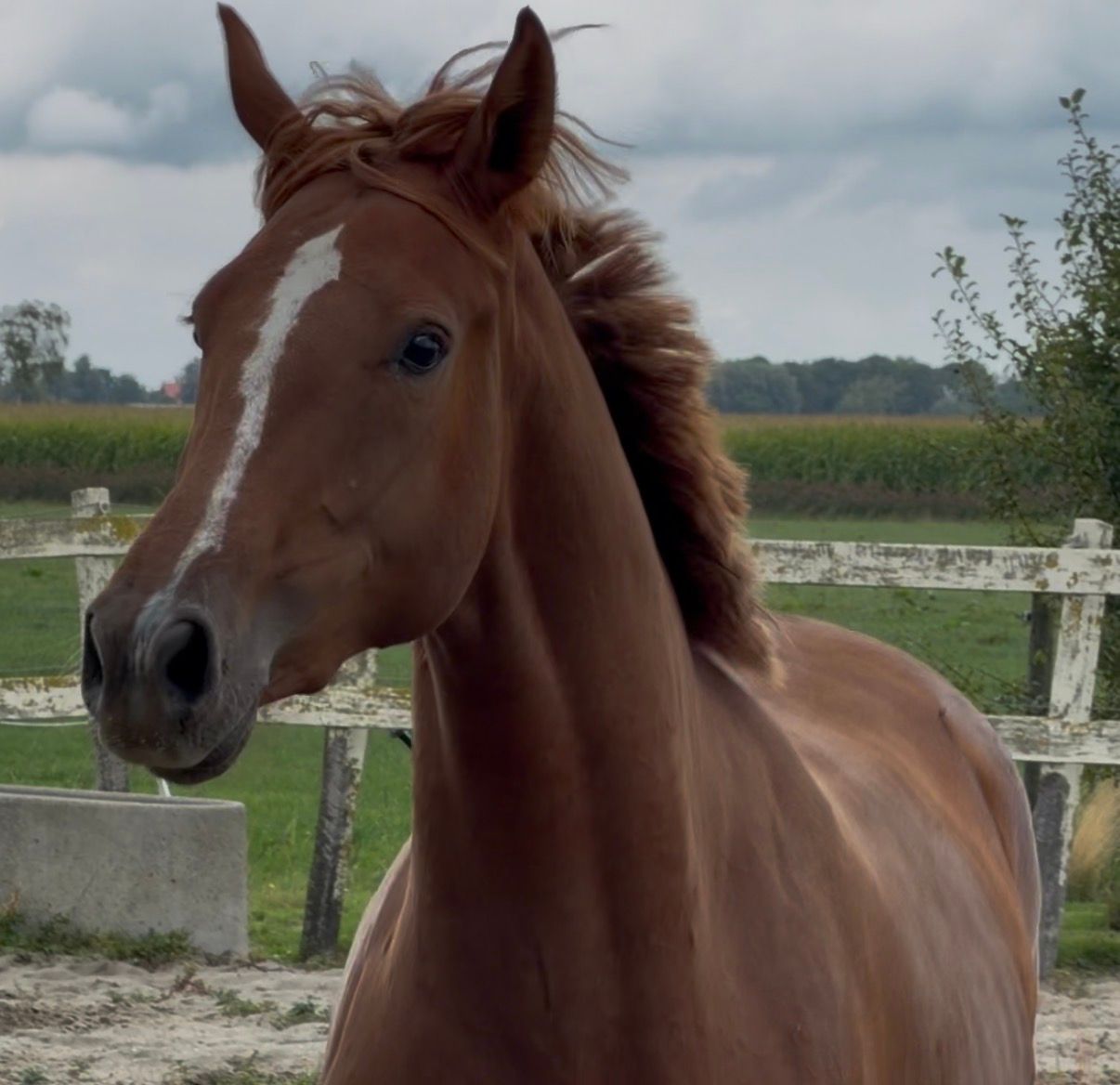 KWPN springpaard merrie 2 years old vos for sale - Photo 5