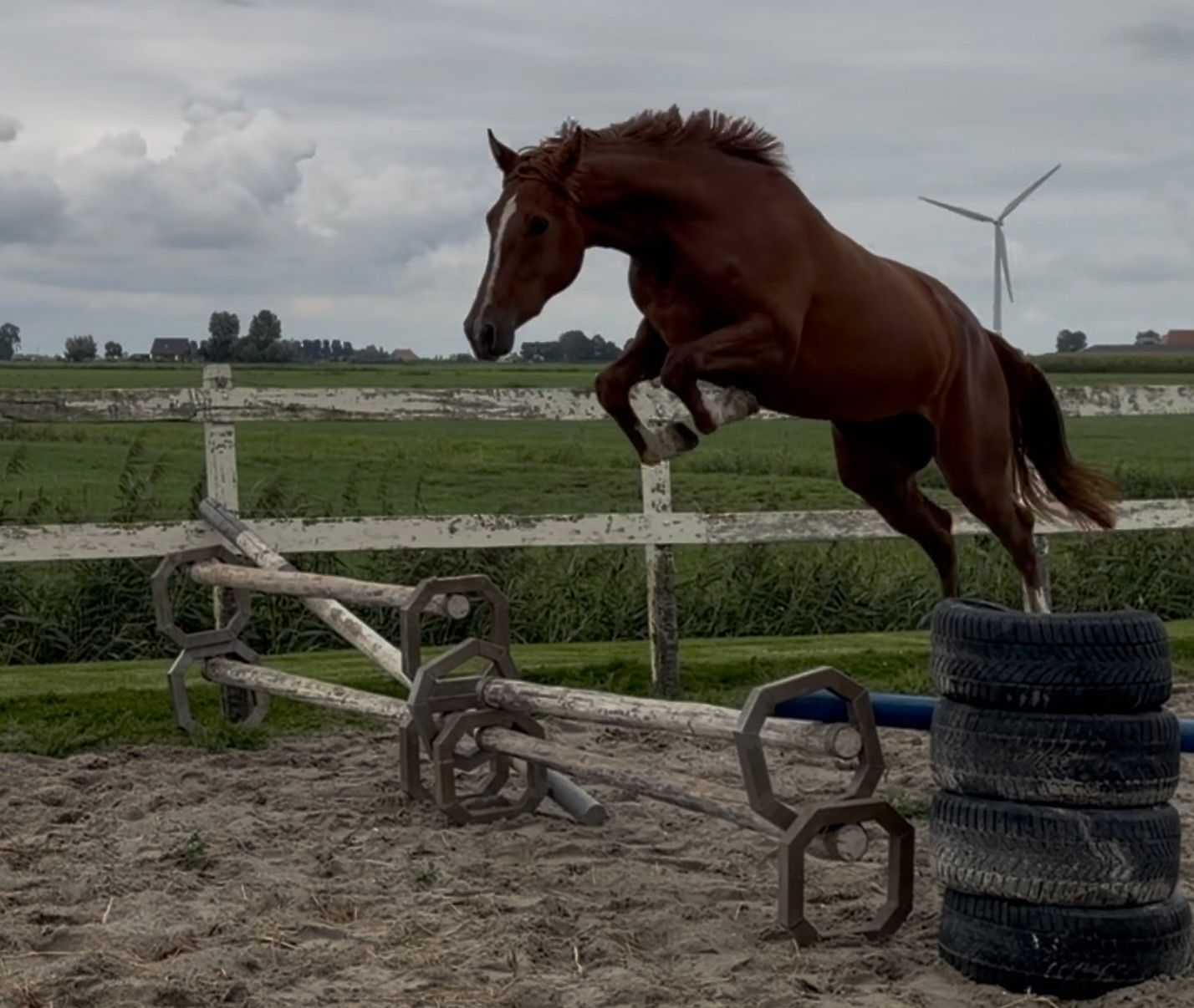 KWPN springpaard merrie 2 years old vos for sale - Photo 3