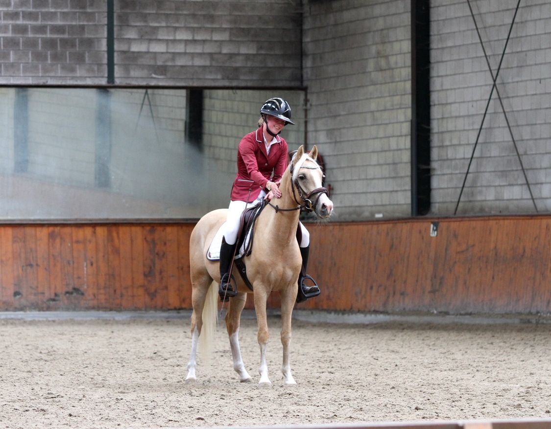 welsh allround-pony ruin 4 years old palomino for sale - Photo 4