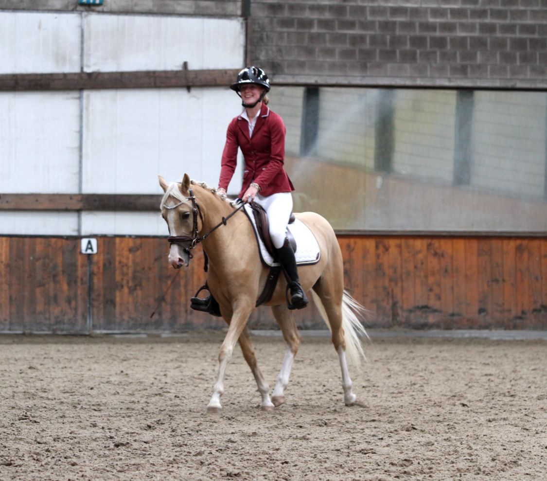 welsh allround-pony ruin 4 years old palomino for sale - Photo 5